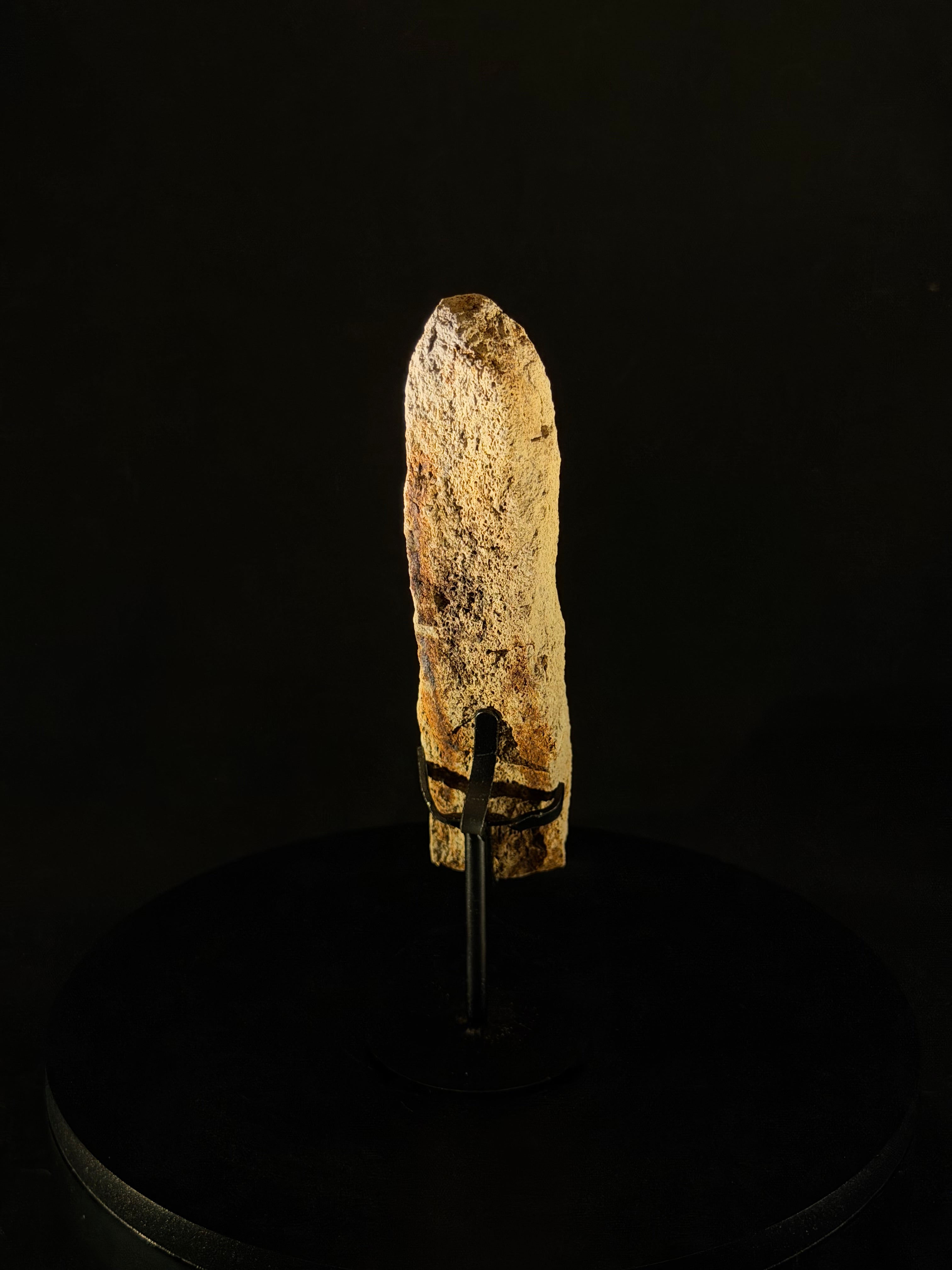 Triceratops Frill fossil - 5.8 in x 1.5 in - Hell Creek Formation