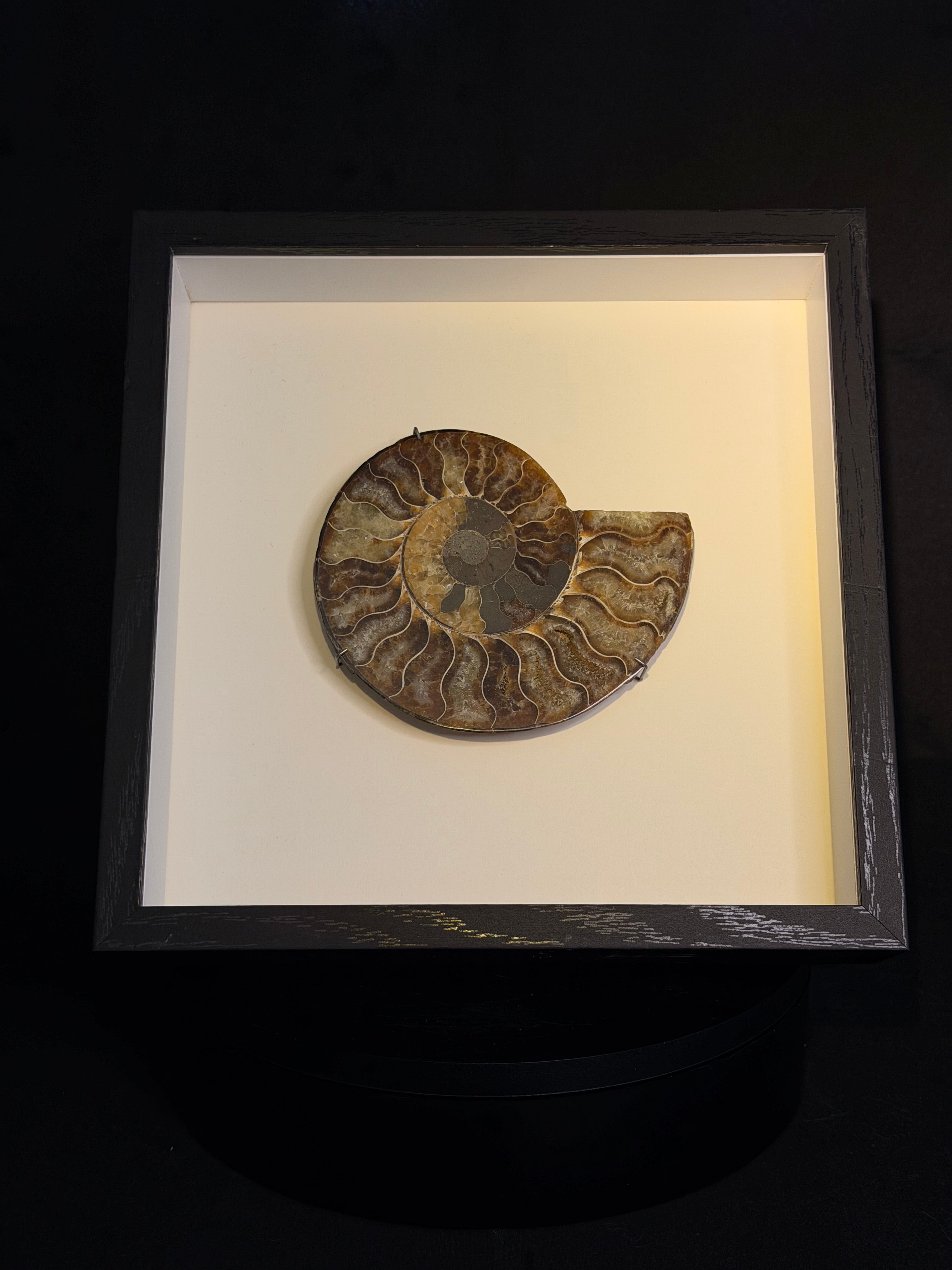 Framed Ammonite