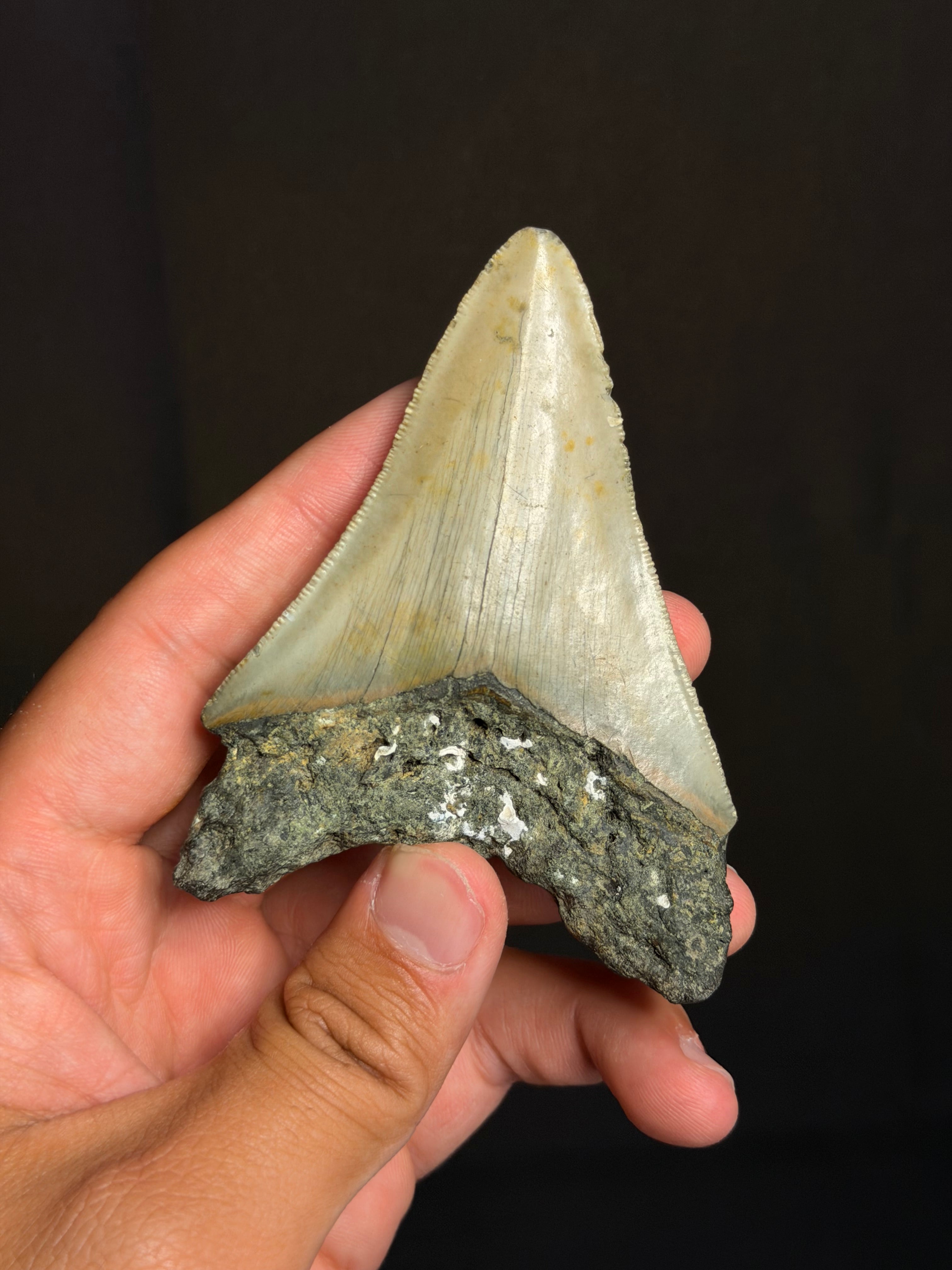 Megalodon Tooth - 3.74" - Ledge, North Carolina