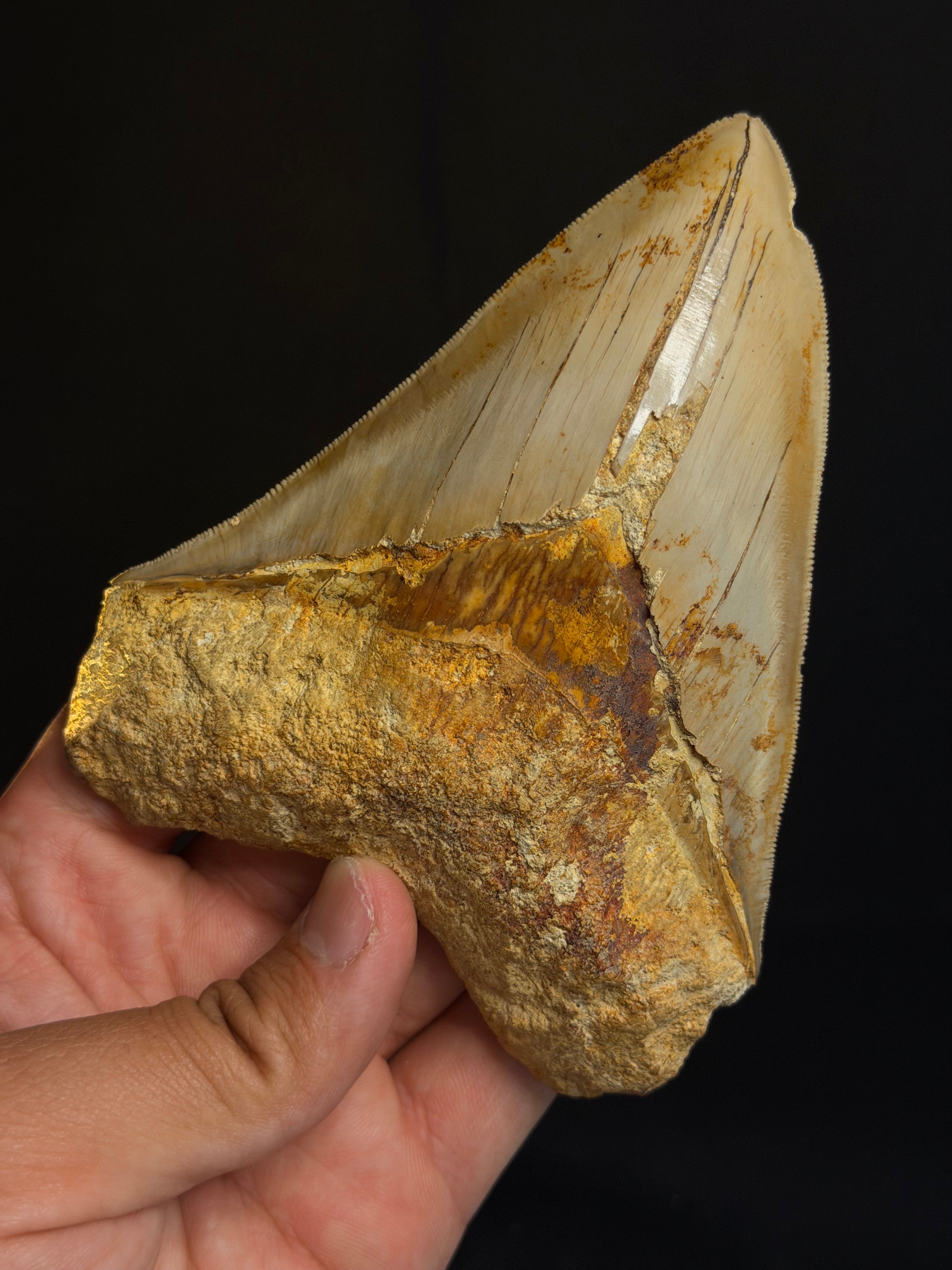 Megalodon Tooth – 5.10” – Indonesia