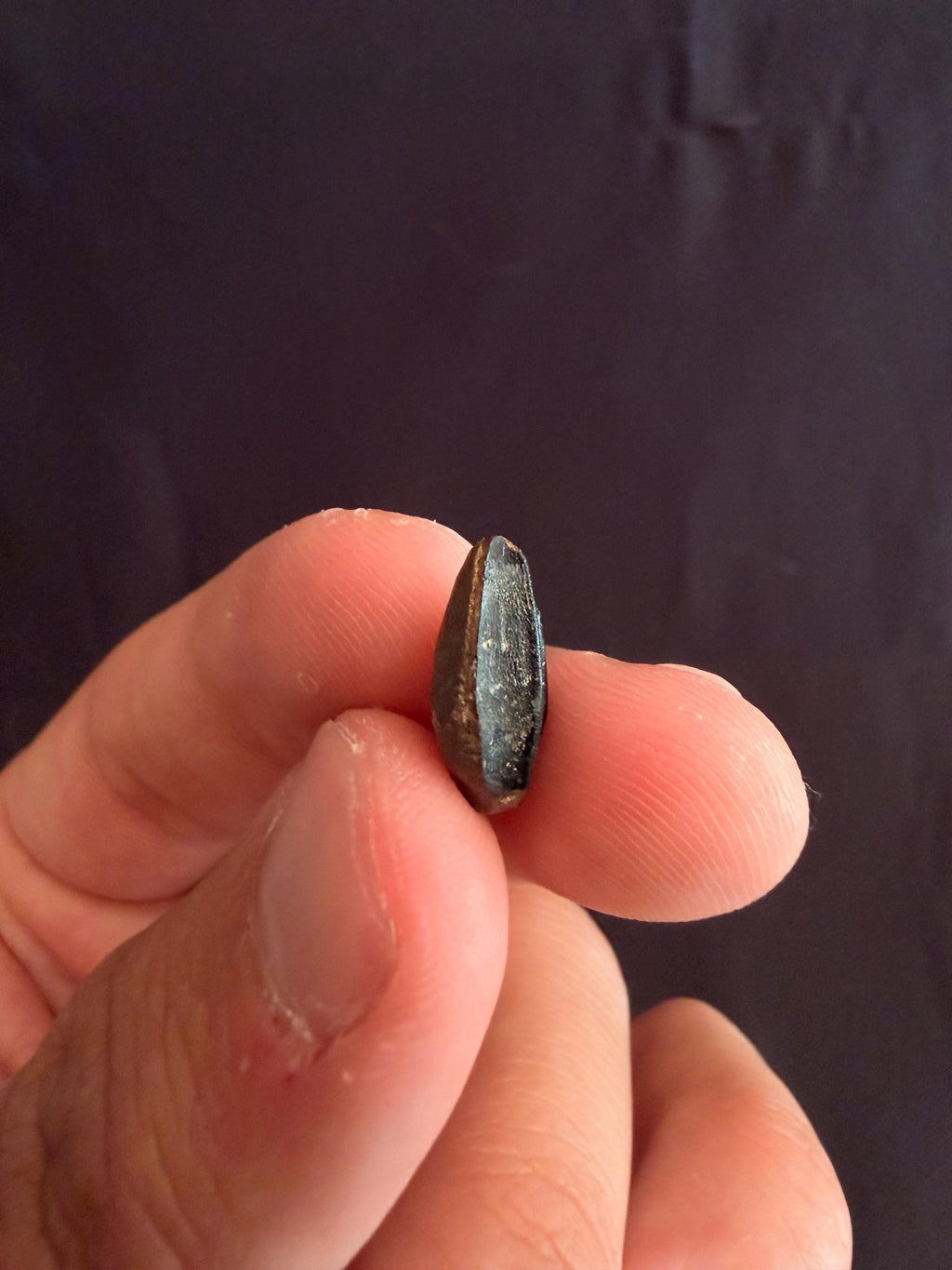 Hadrosaur Tooth - Judith River Formation