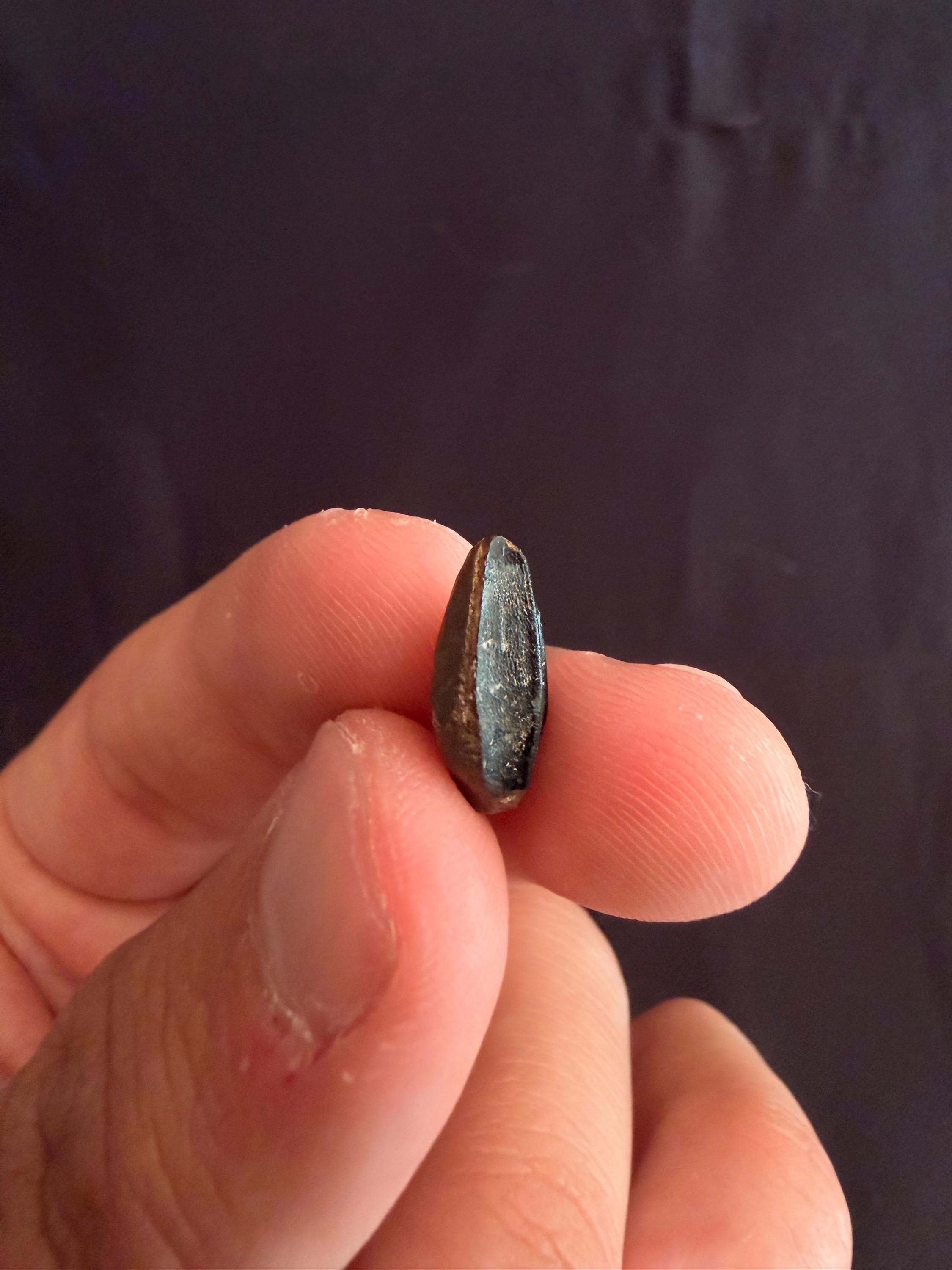 Hadrosaur Tooth - Judith River Formation