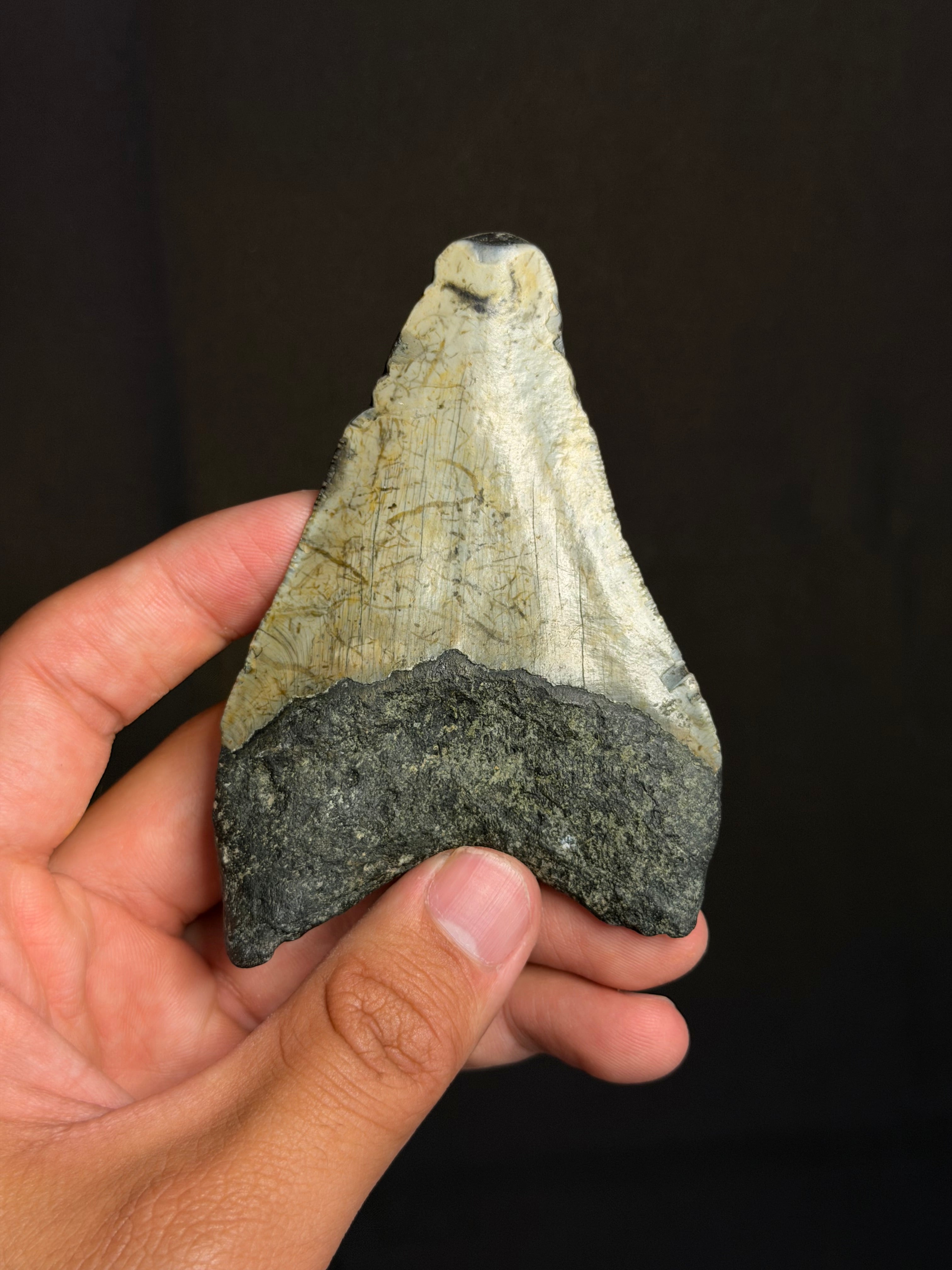 Megalodon Tooth - 4.29" - Ledge, North Carolina
