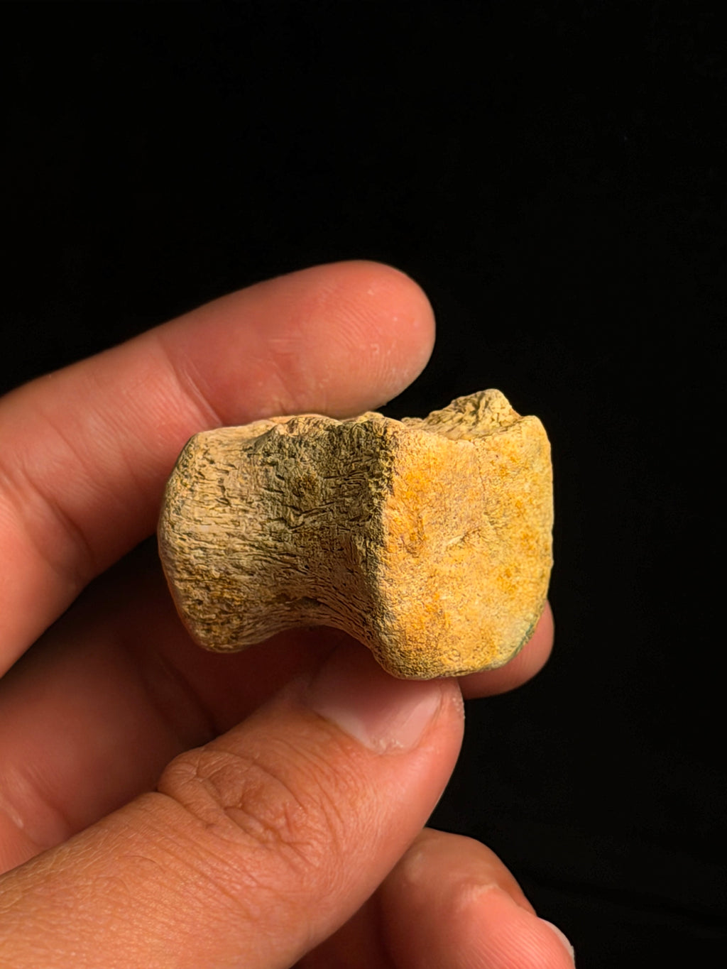 Juvenile Hadrosaur (Edmontosaurus) Caudal Vertebra – 1.27" – Hell Creek Formation, Montana