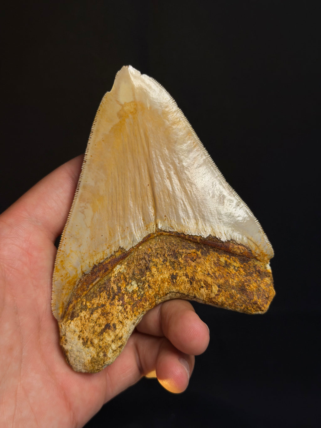 Megalodon Tooth – 4.73” – Indonesia
