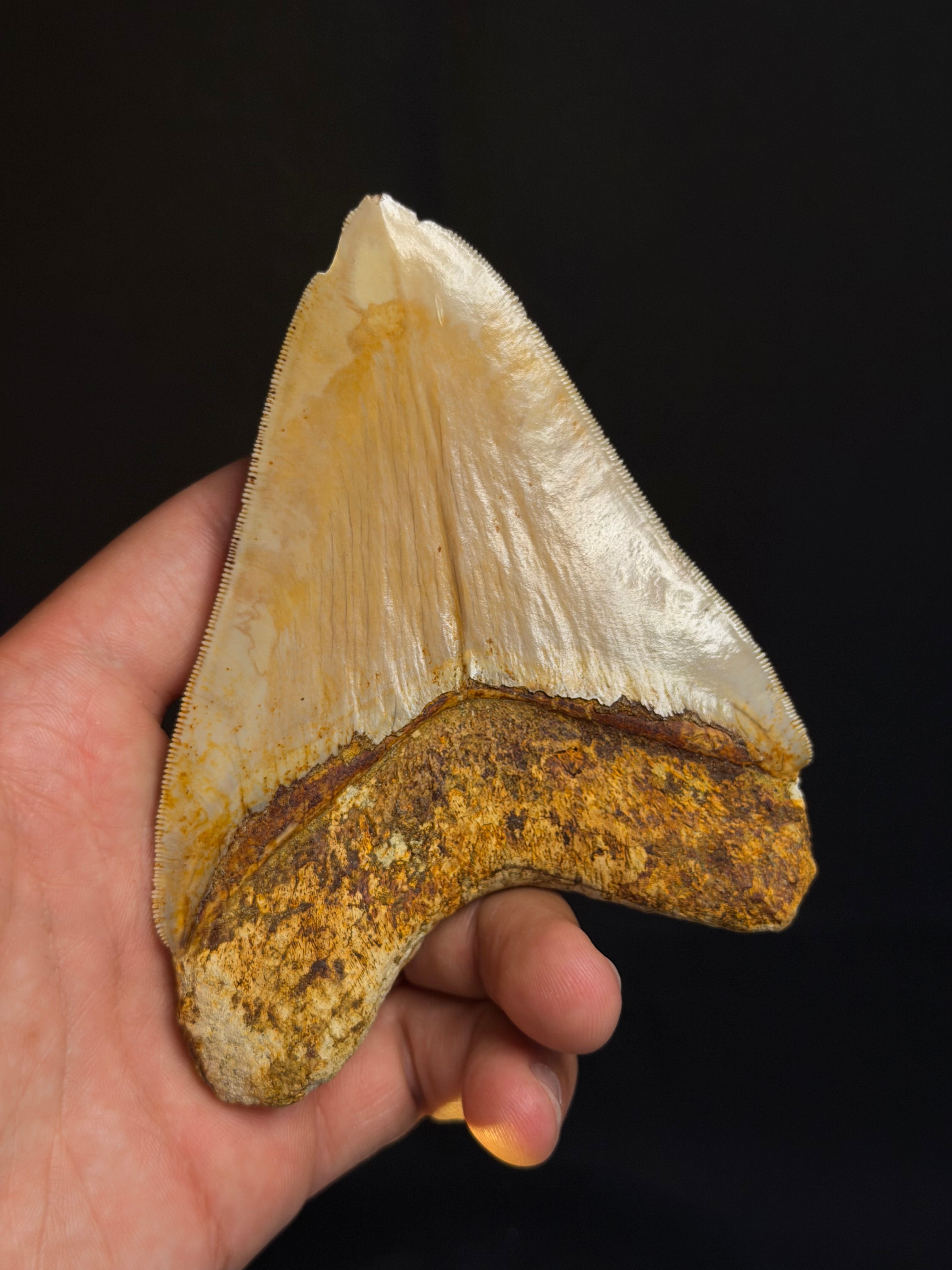 Megalodon Tooth – 4.73” – Indonesia