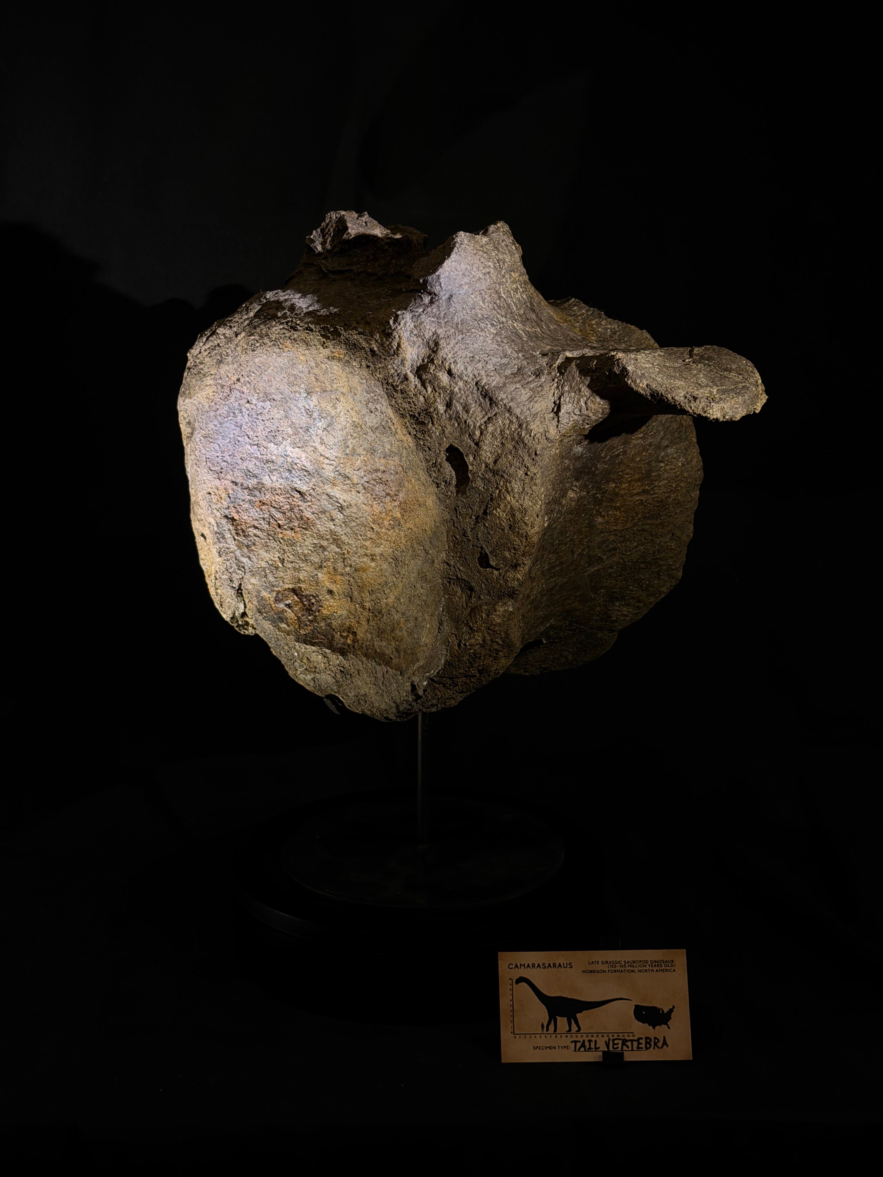 Camarasaurus Vertebra - Morrison Formation