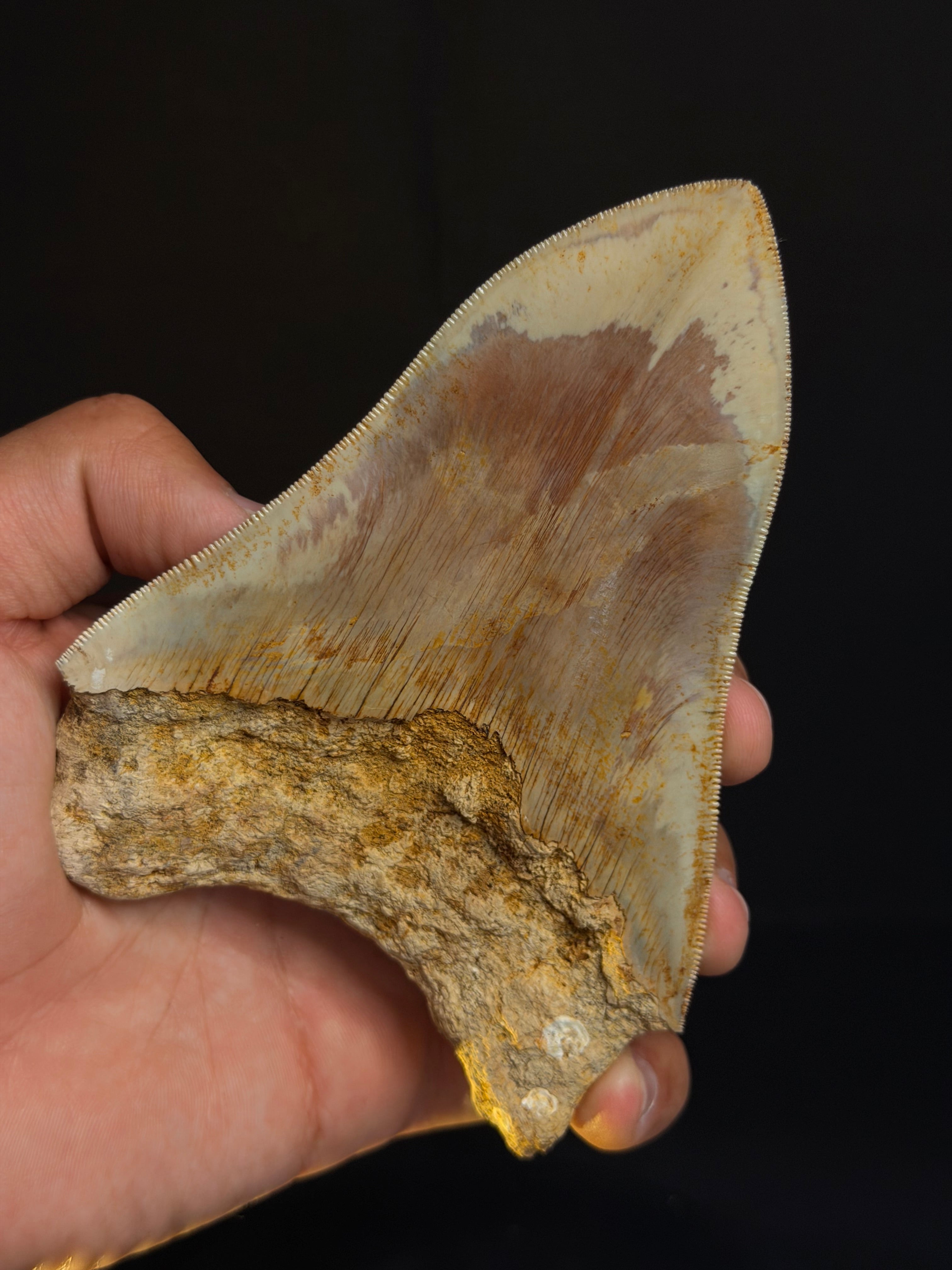 Megalodon Tooth – 5.29” – Indonesia