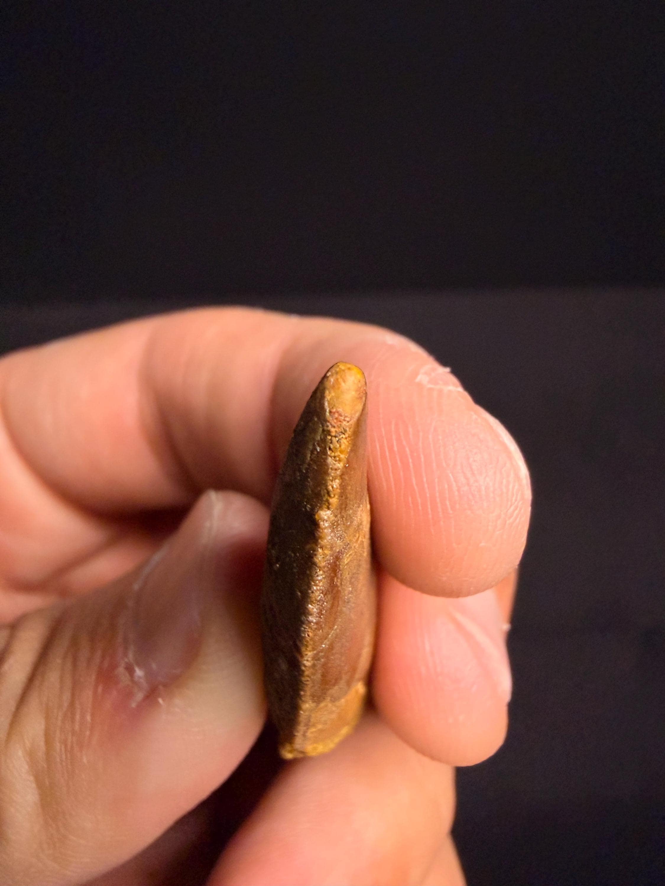Carcharodontosaurus Dinosaur Tooth - 1.75 inches