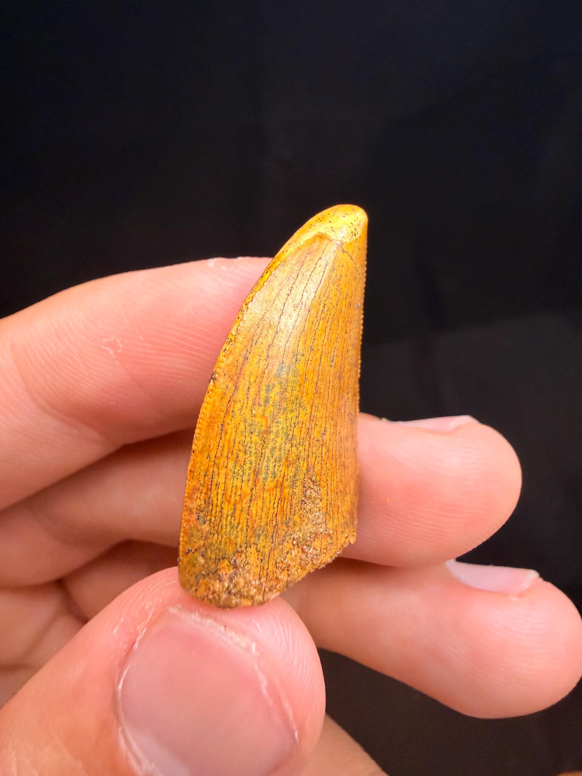 Carcharodontosaurus Dinosaur Tooth - 1.25 inches