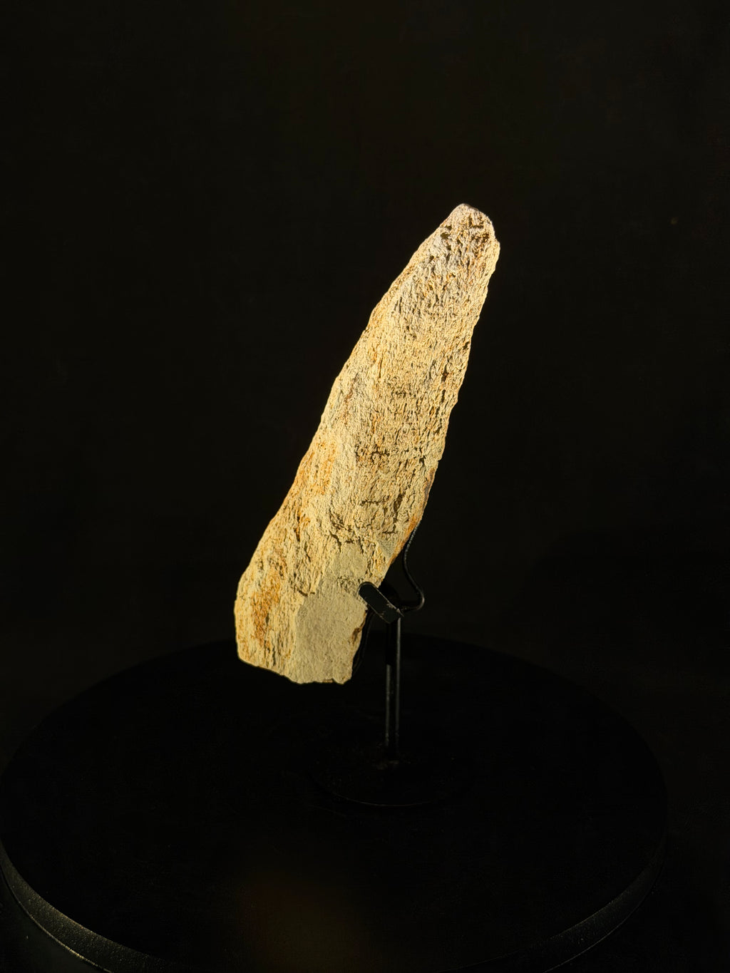 Triceratops Frill fossil - 5.8 in x 1.5 in - Hell Creek Formation