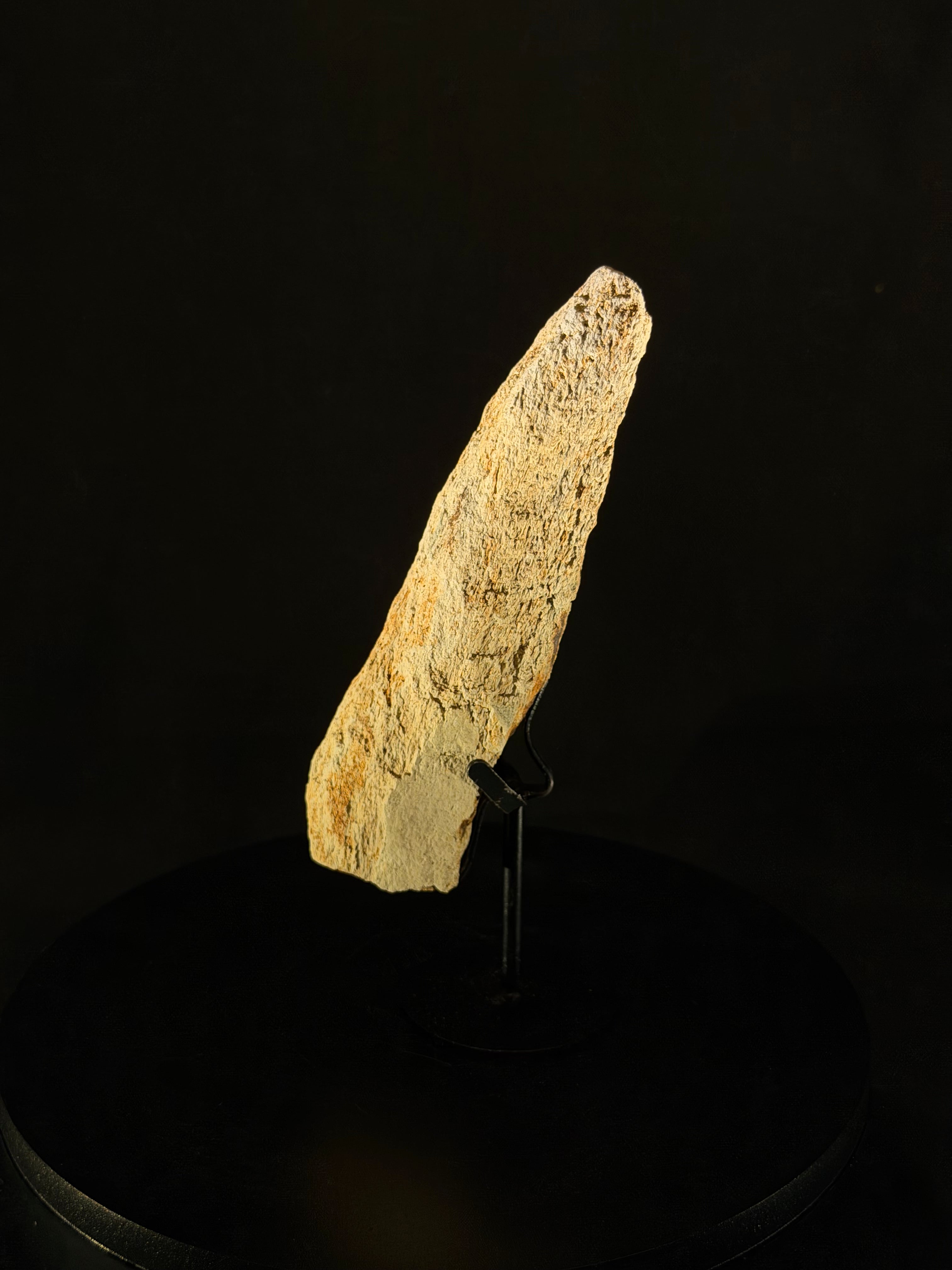 Triceratops Frill fossil - 5.8 in x 1.5 in - Hell Creek Formation