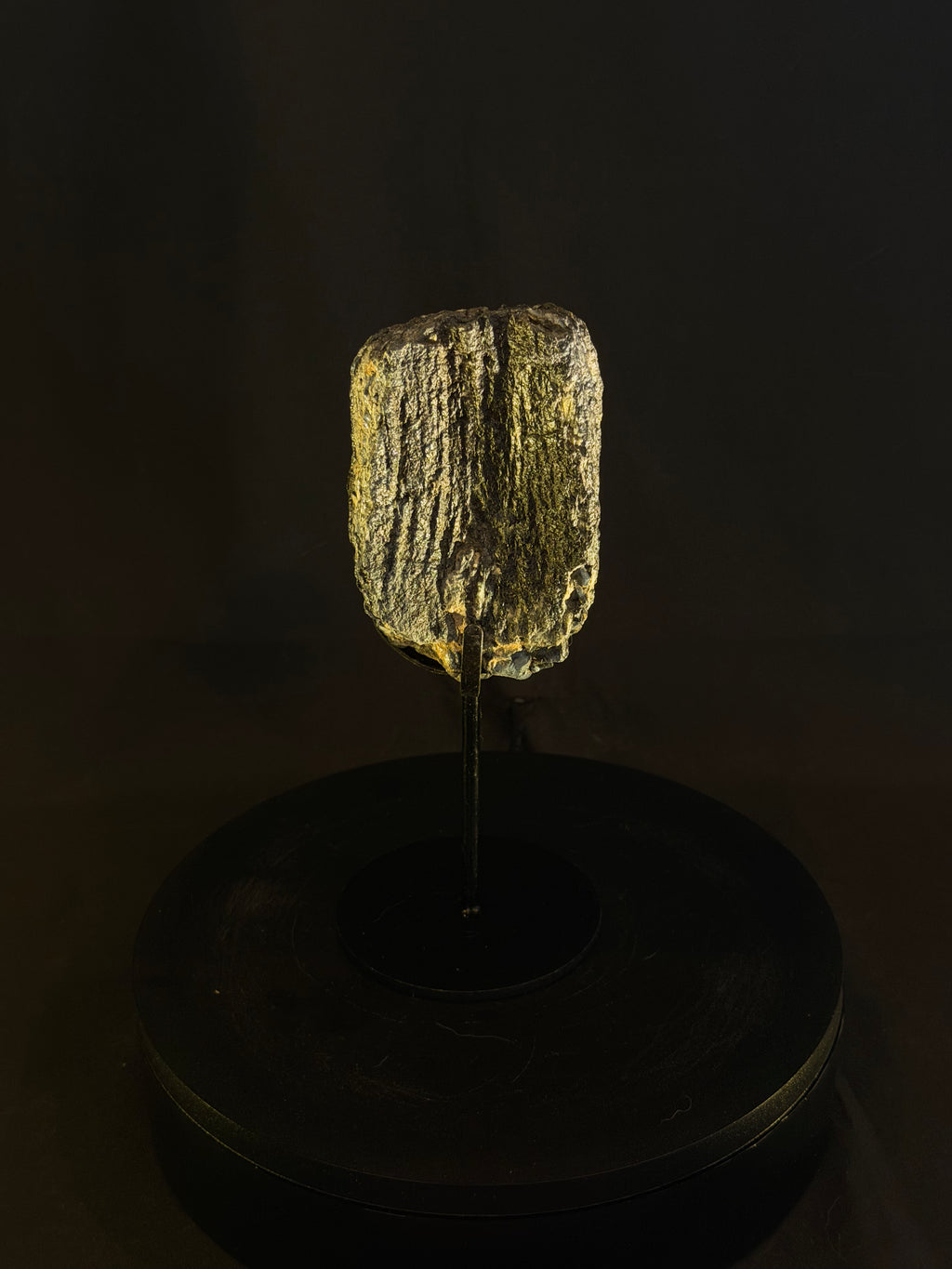 Columbian Mammoth Tooth