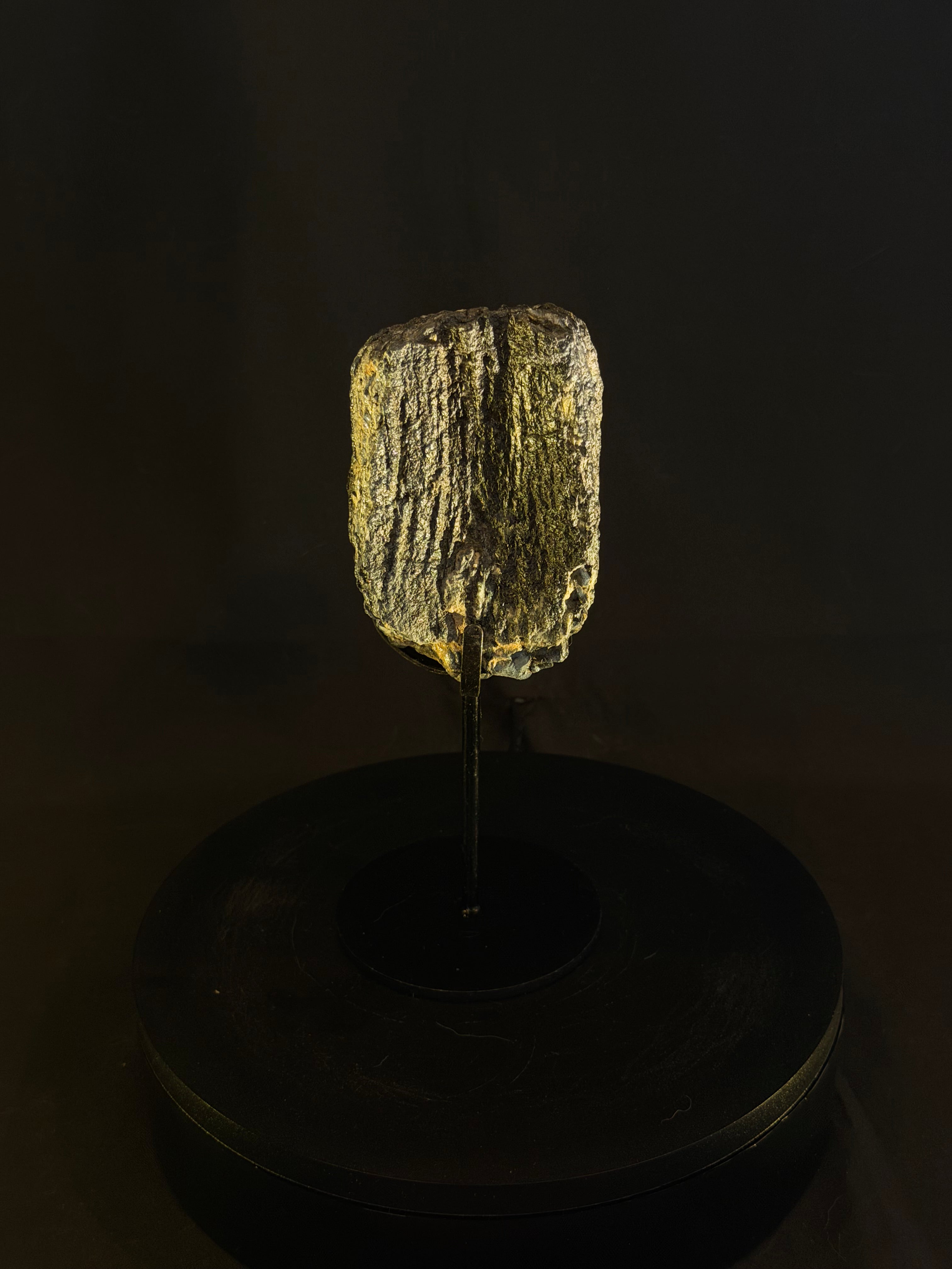 Columbian Mammoth Tooth