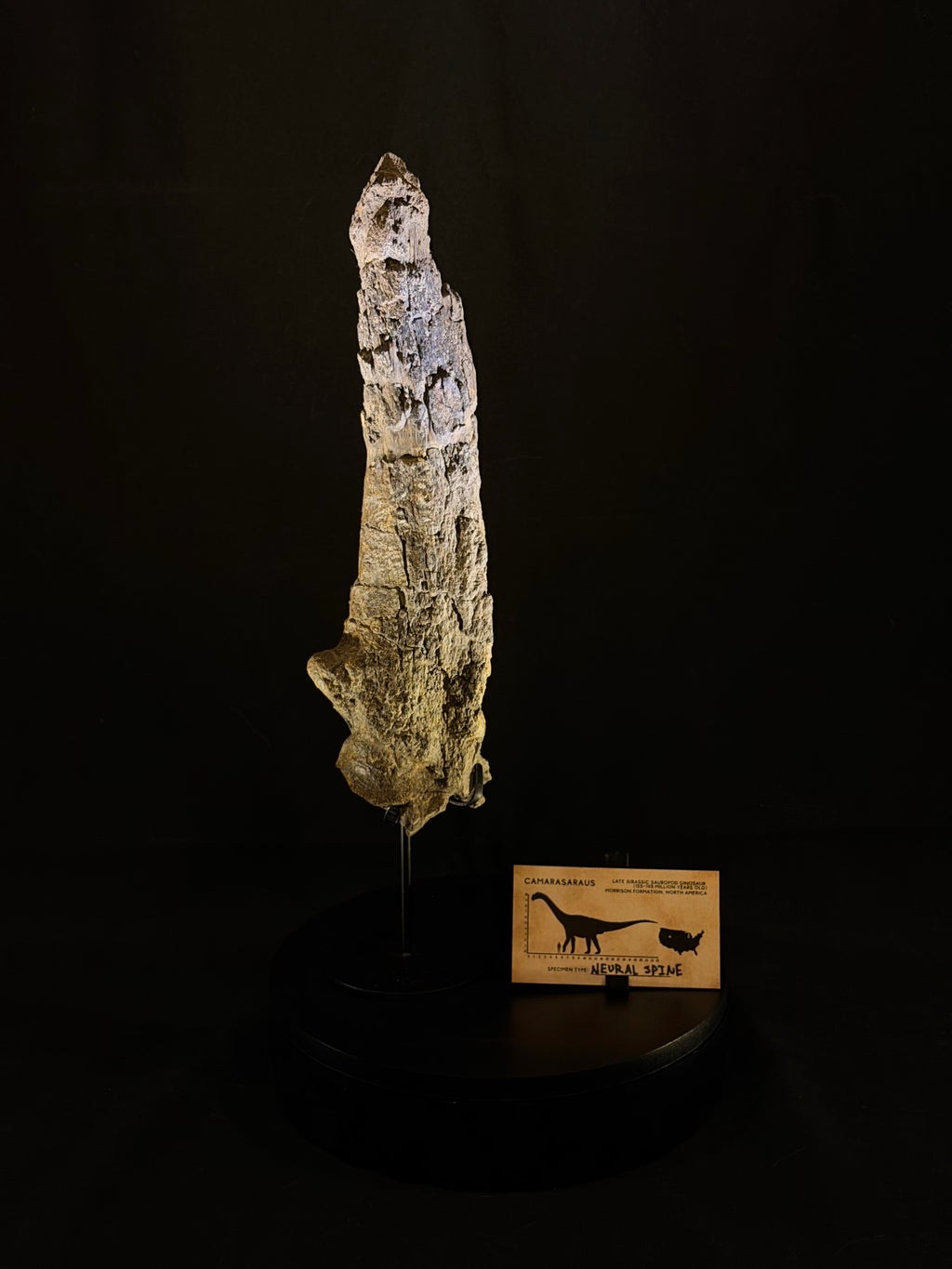 Camarasaurus Tail Vertebra Spike - Morrison Formation