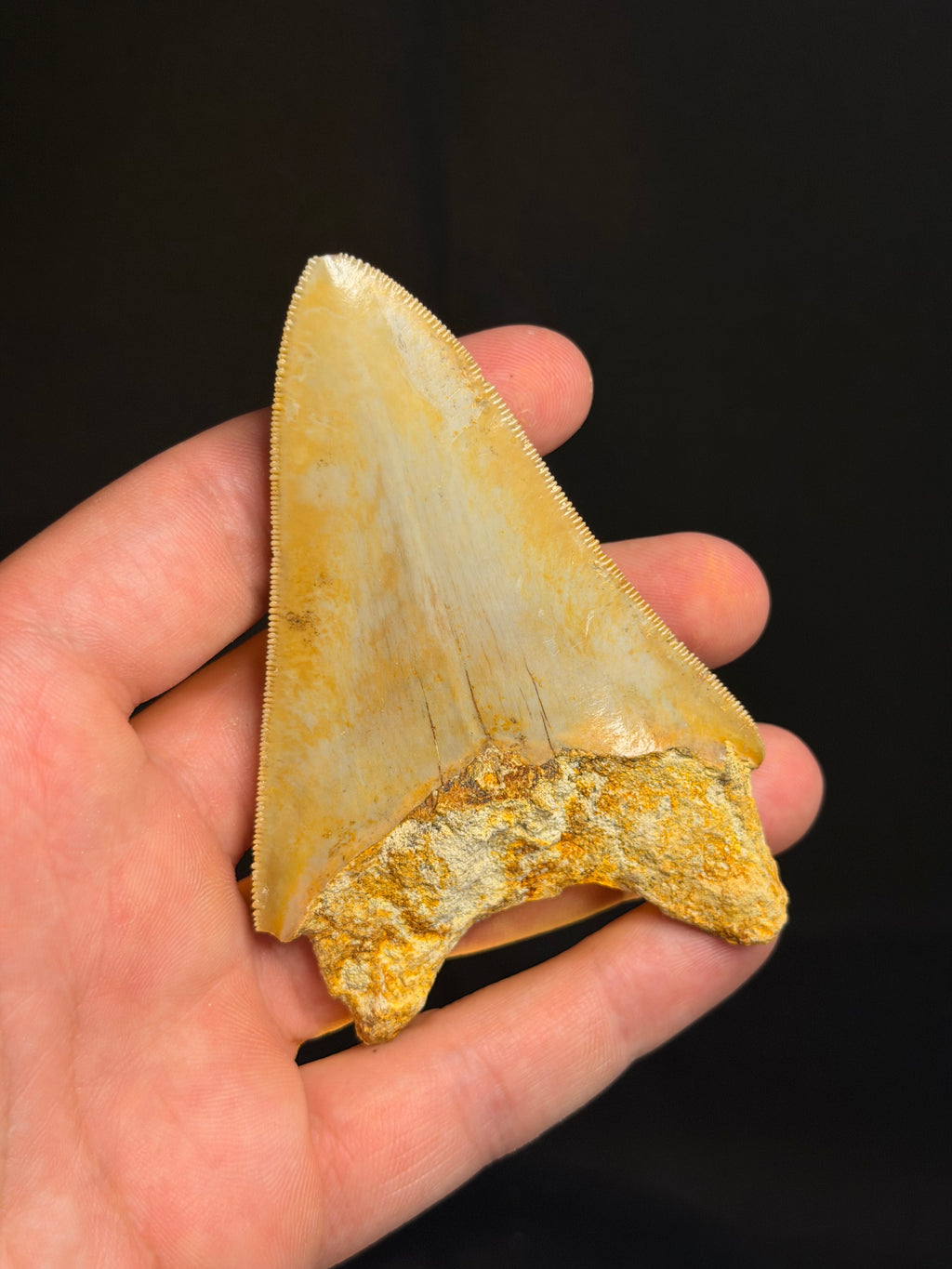 Megalodon Tooth – 3.75” – Indonesia