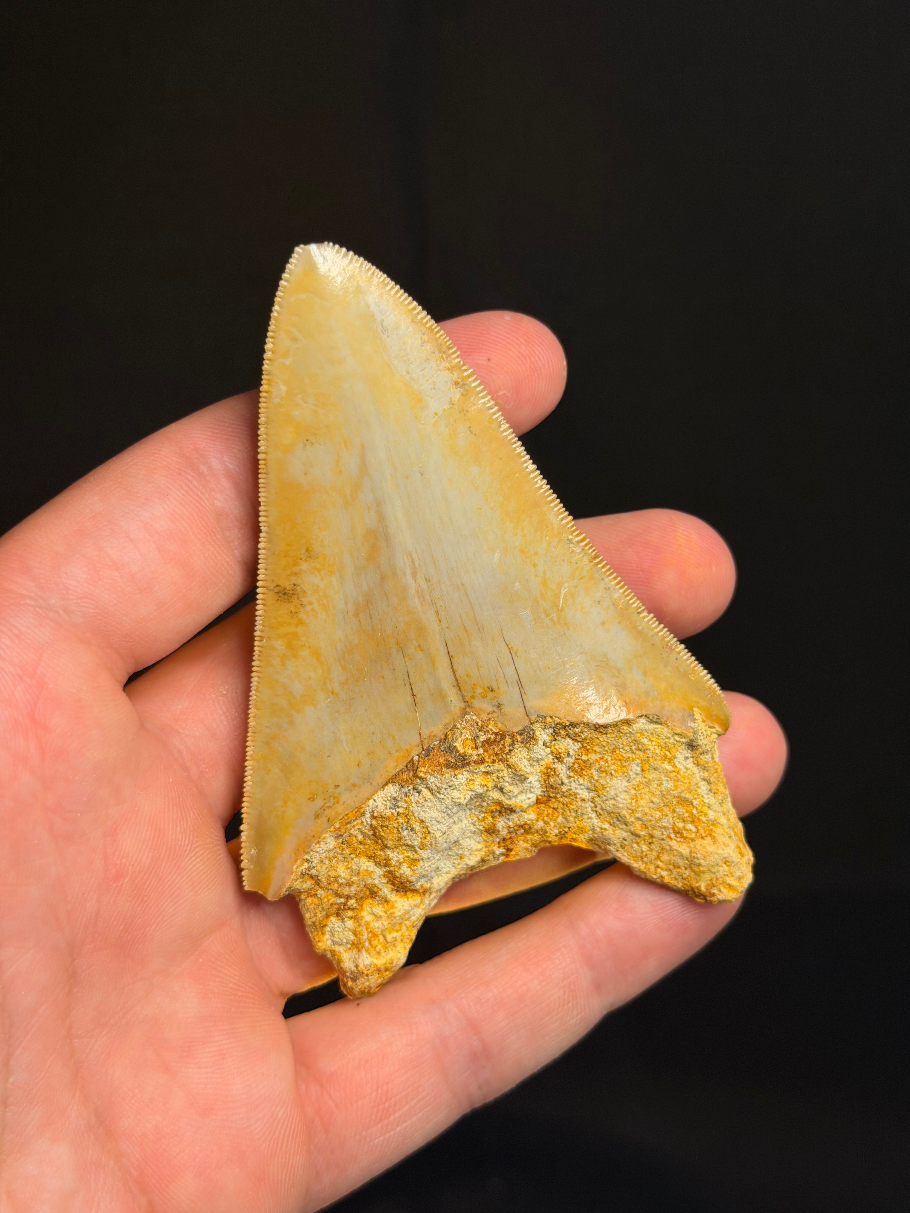 Megalodon Tooth – 3.75” – Indonesia