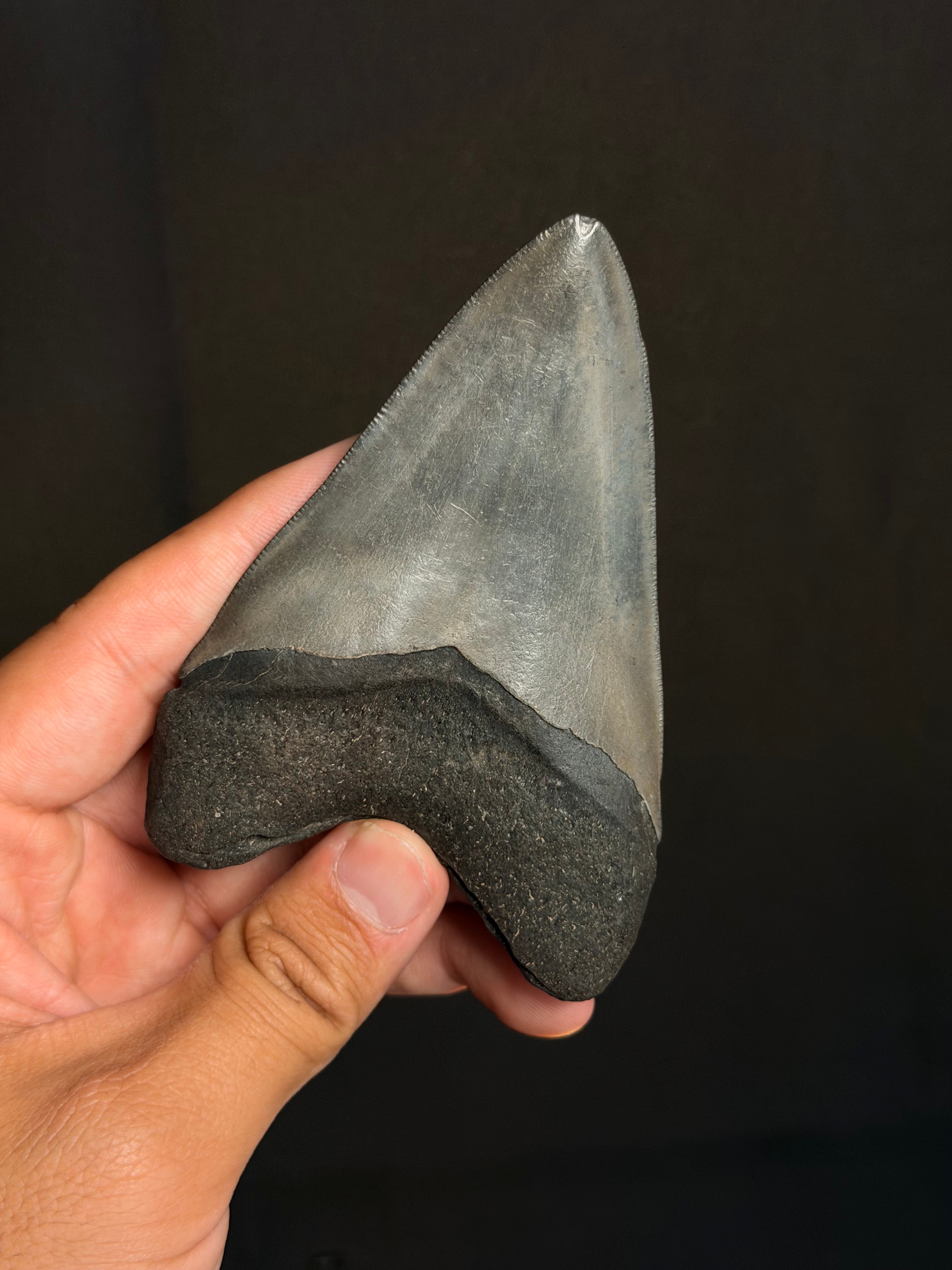 Megalodon Tooth - 4.26" - Ledge, North Carolina
