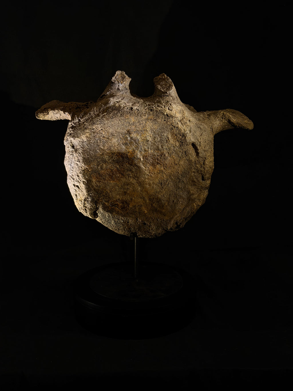 Camarasaurus Vertebra - Morrison Formation