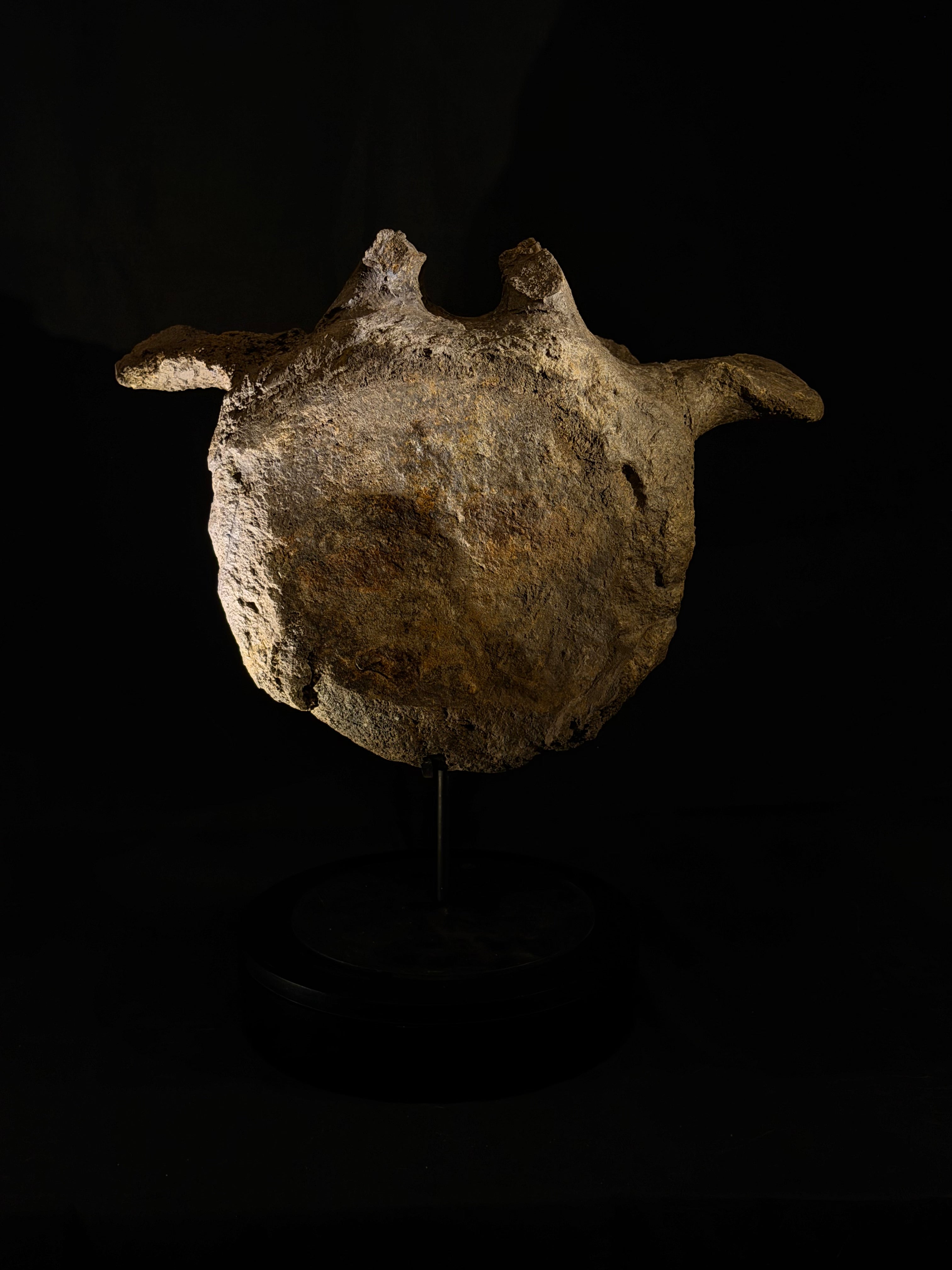 Camarasaurus Vertebra - Morrison Formation