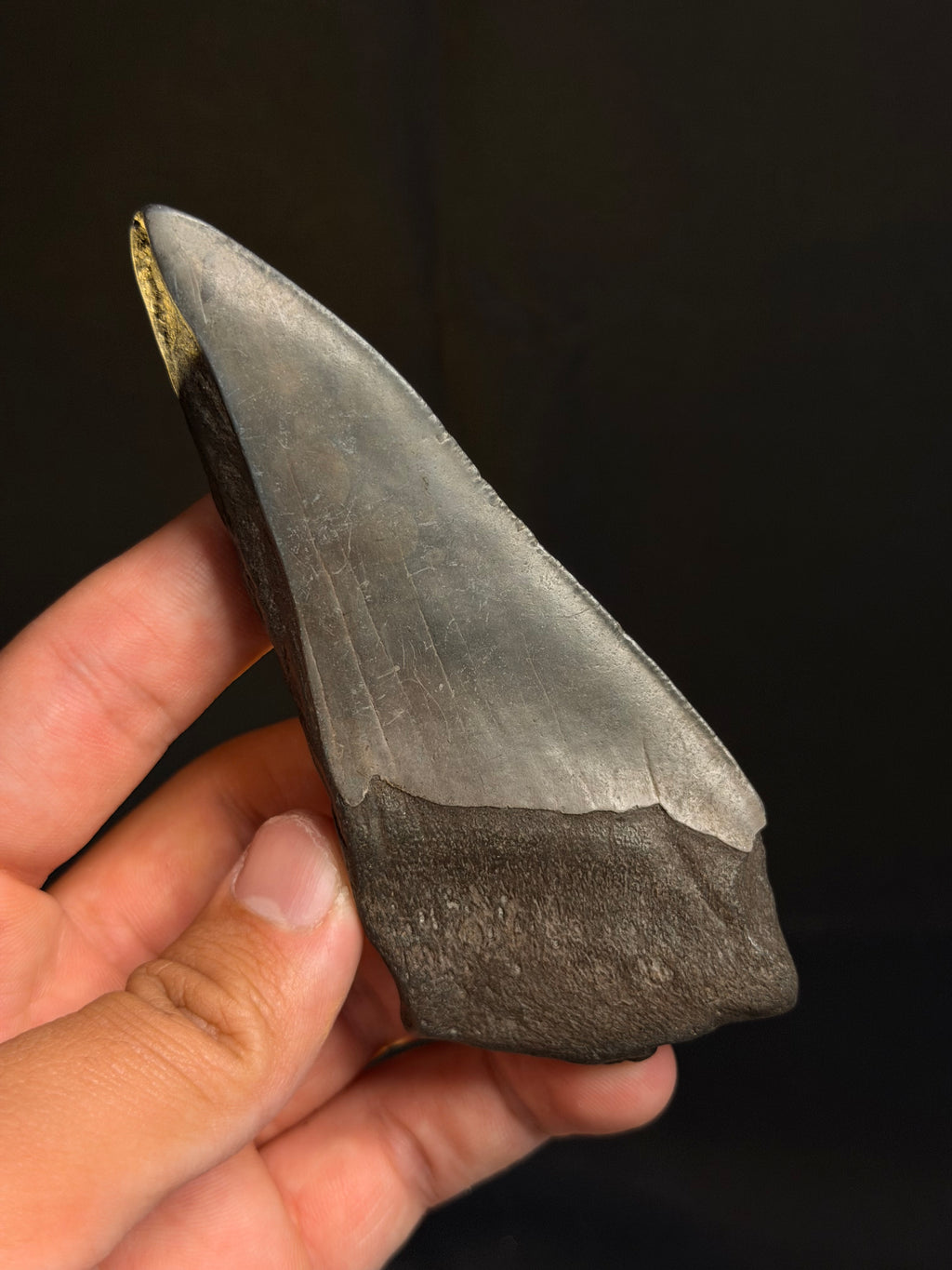 Megalodon Tooth Fragment – 4.45” – Georgia rivers
