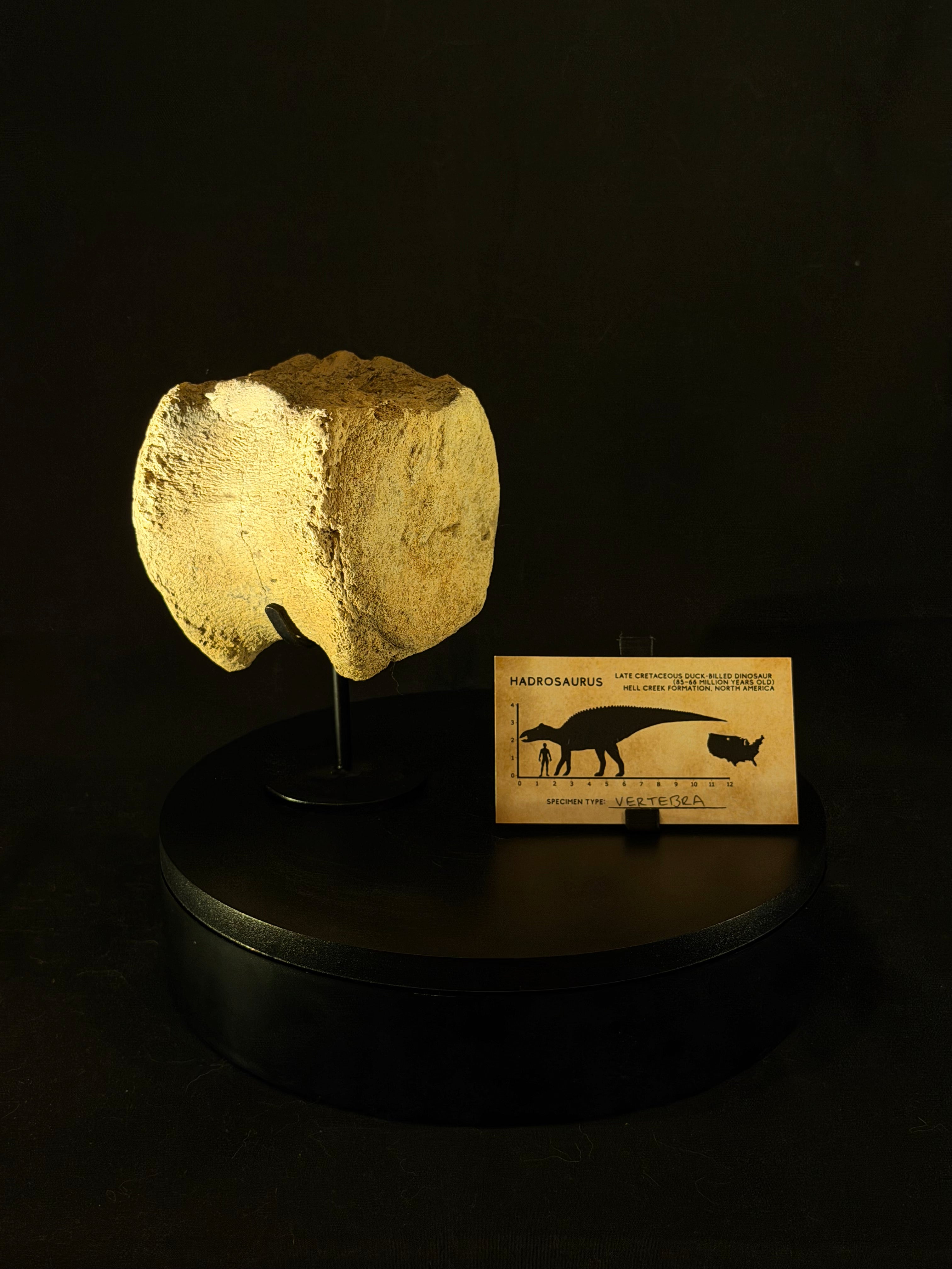 Hadrosaur Tail Vertebra - Hell Creek Formation