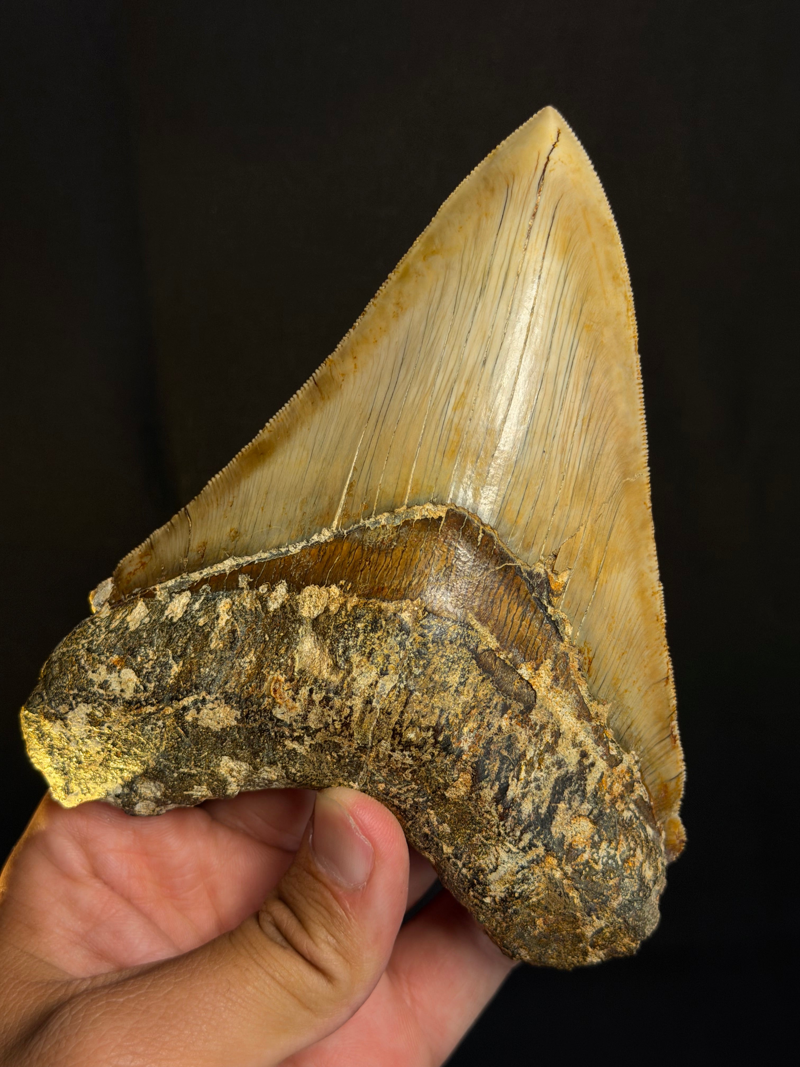 Megalodon Tooth – 5.57” – Indonesia