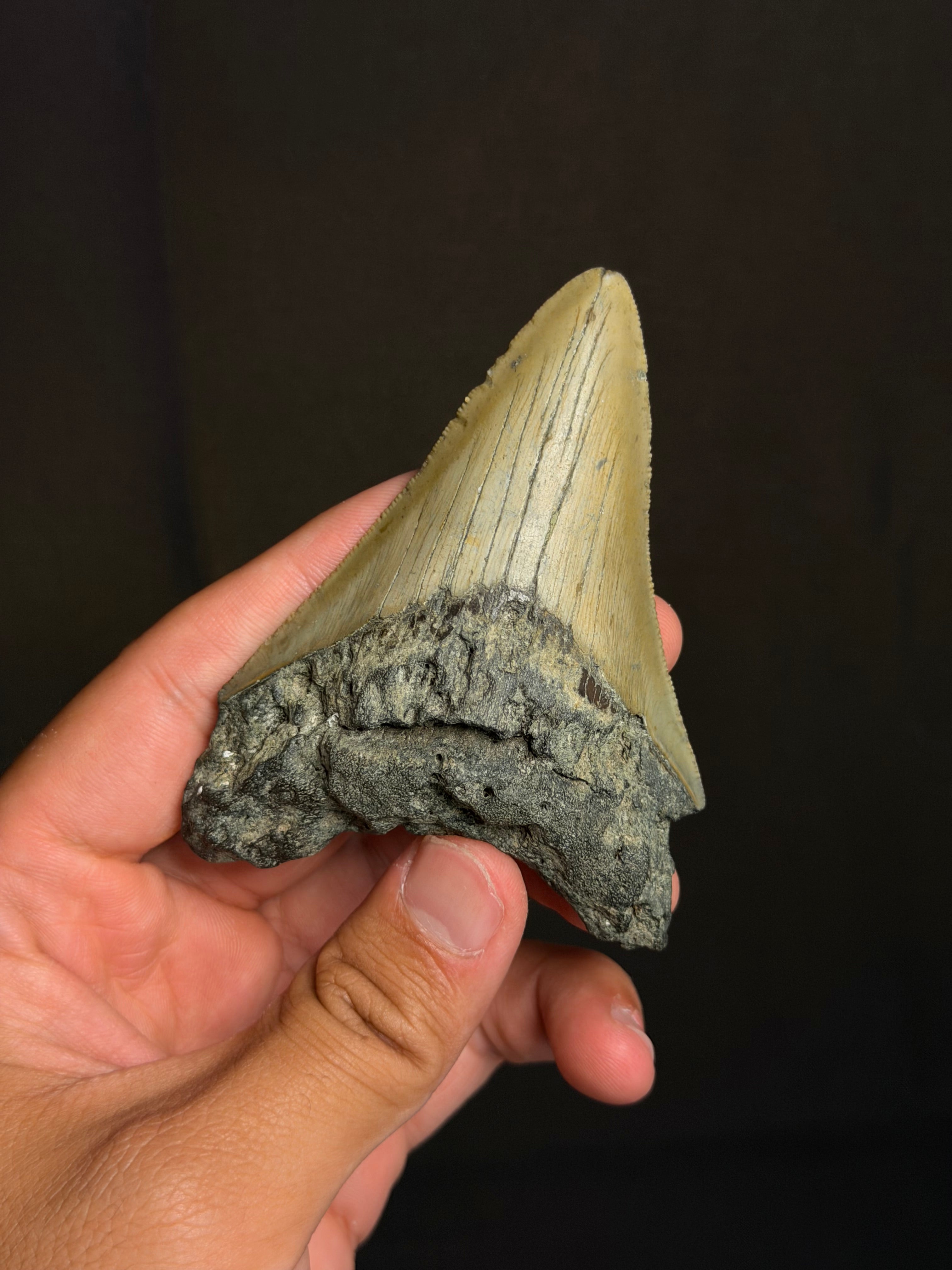 Megalodon Tooth - 3.74" - Ledge, North Carolina