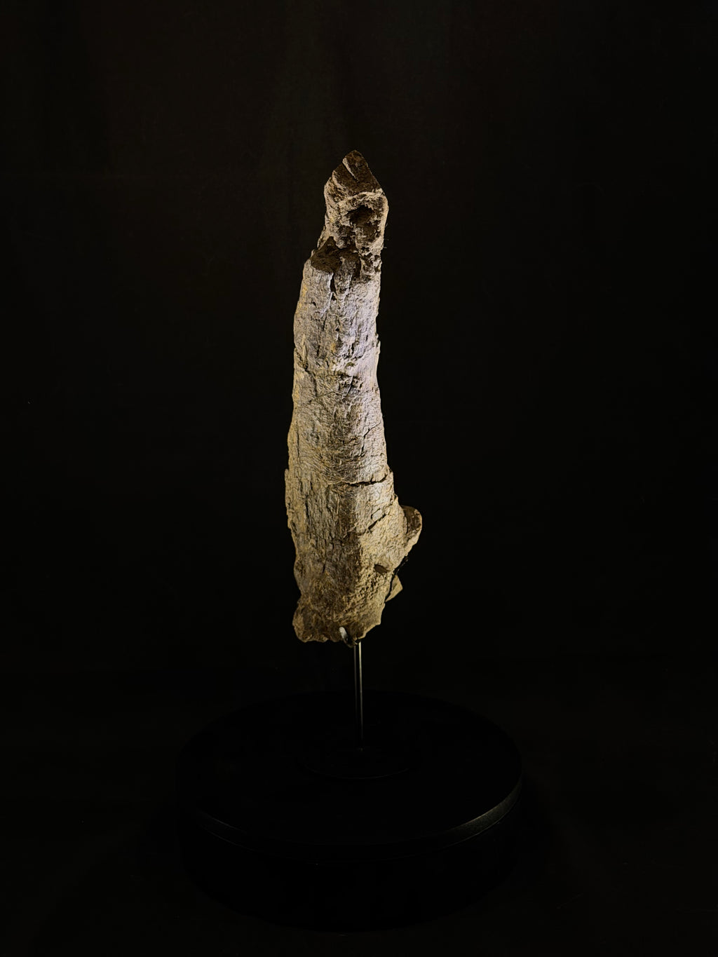 Camarasaurus Tail Vertebra Spike - Morrison Formation