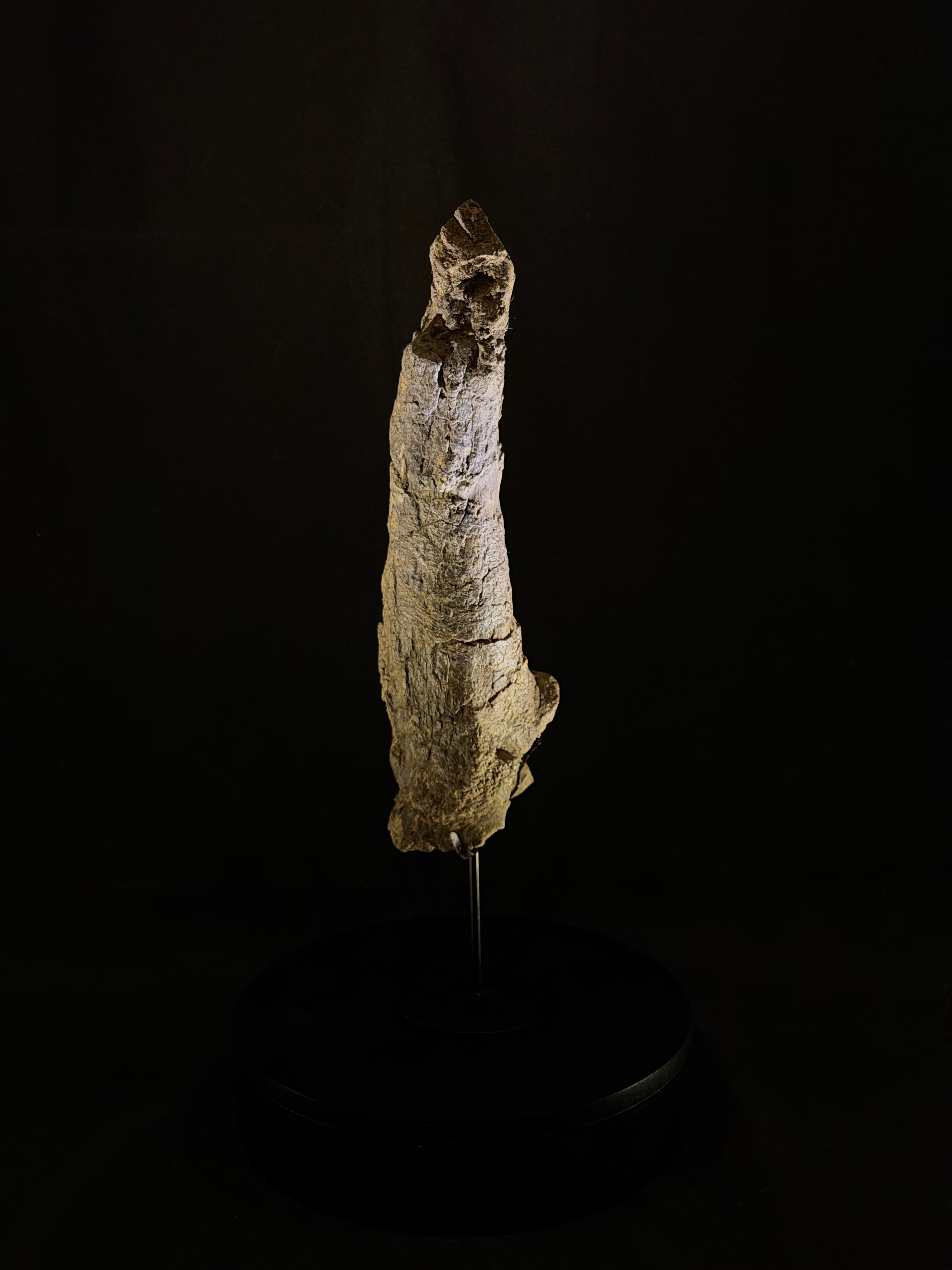 Camarasaurus Tail Vertebra Spike - Morrison Formation