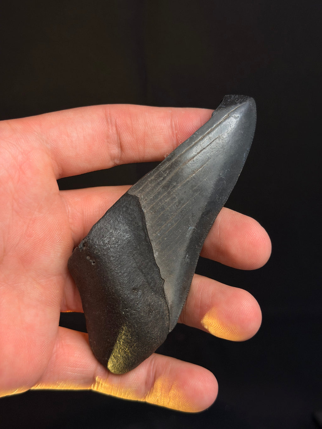 Megalodon Tooth Fragment – 4.16 – Georgia rivers