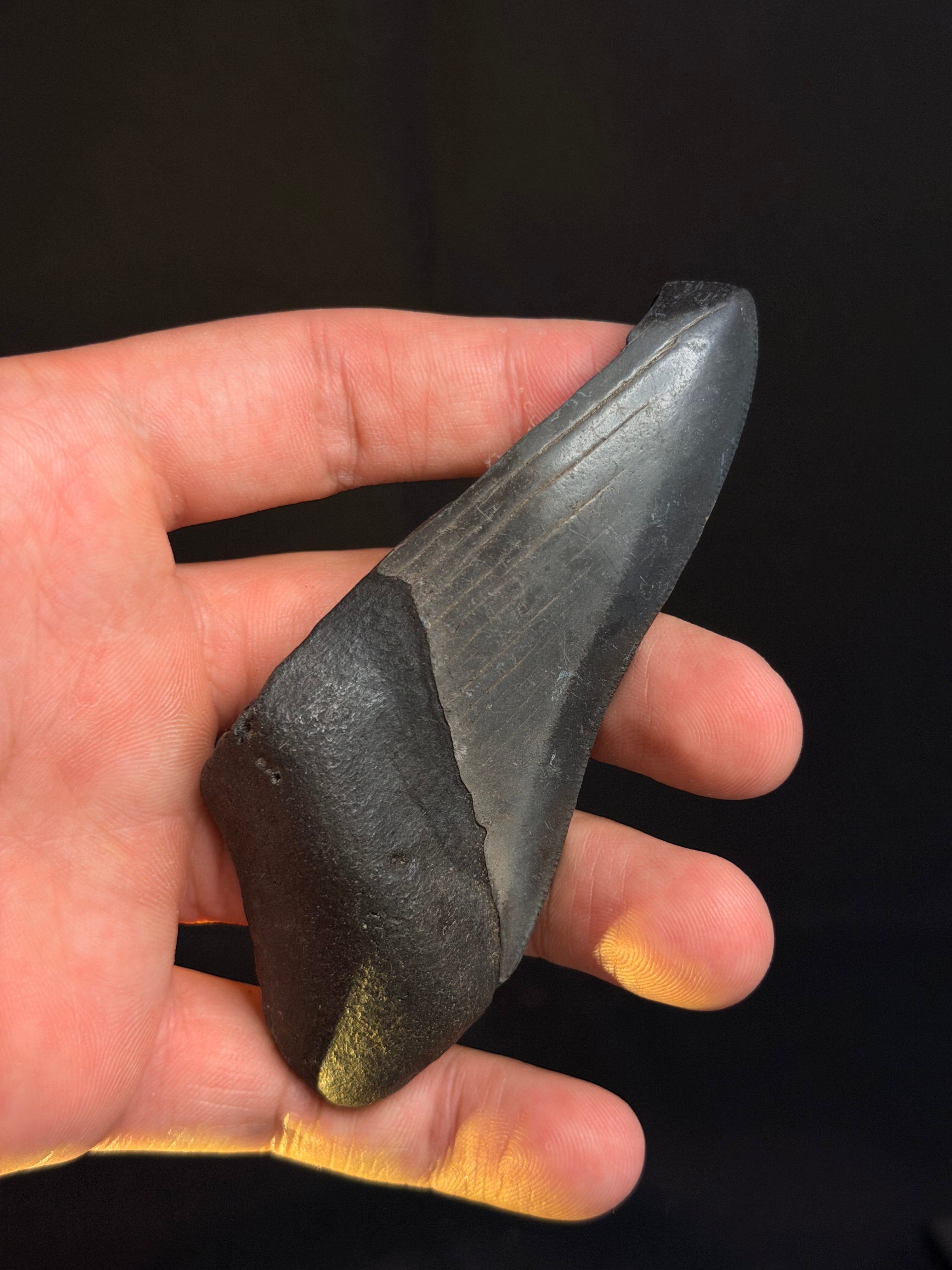 Megalodon Tooth Fragment – 4.16 – Georgia rivers