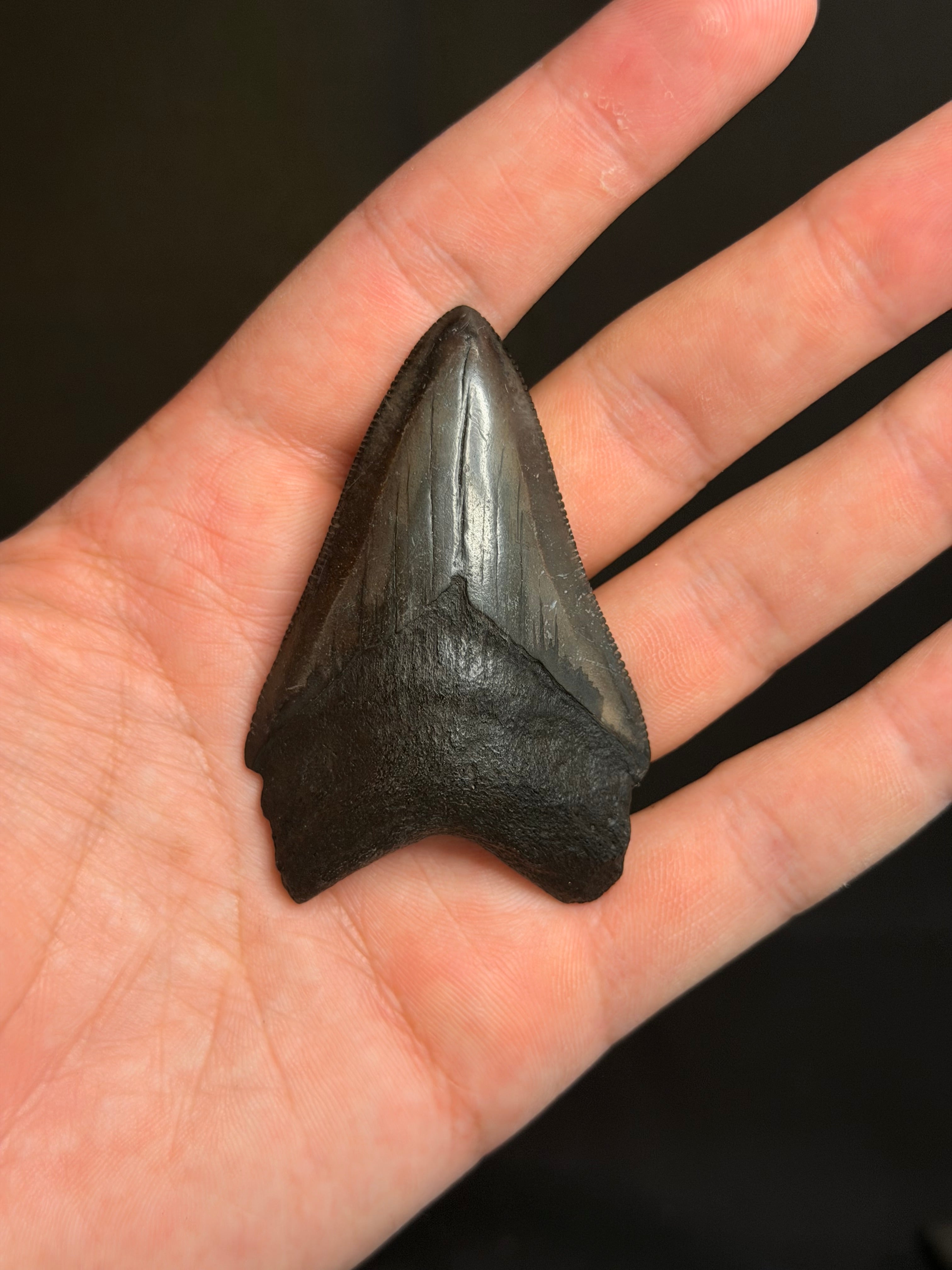 Megalodon Tooth - 2.68" - Georgia rivers