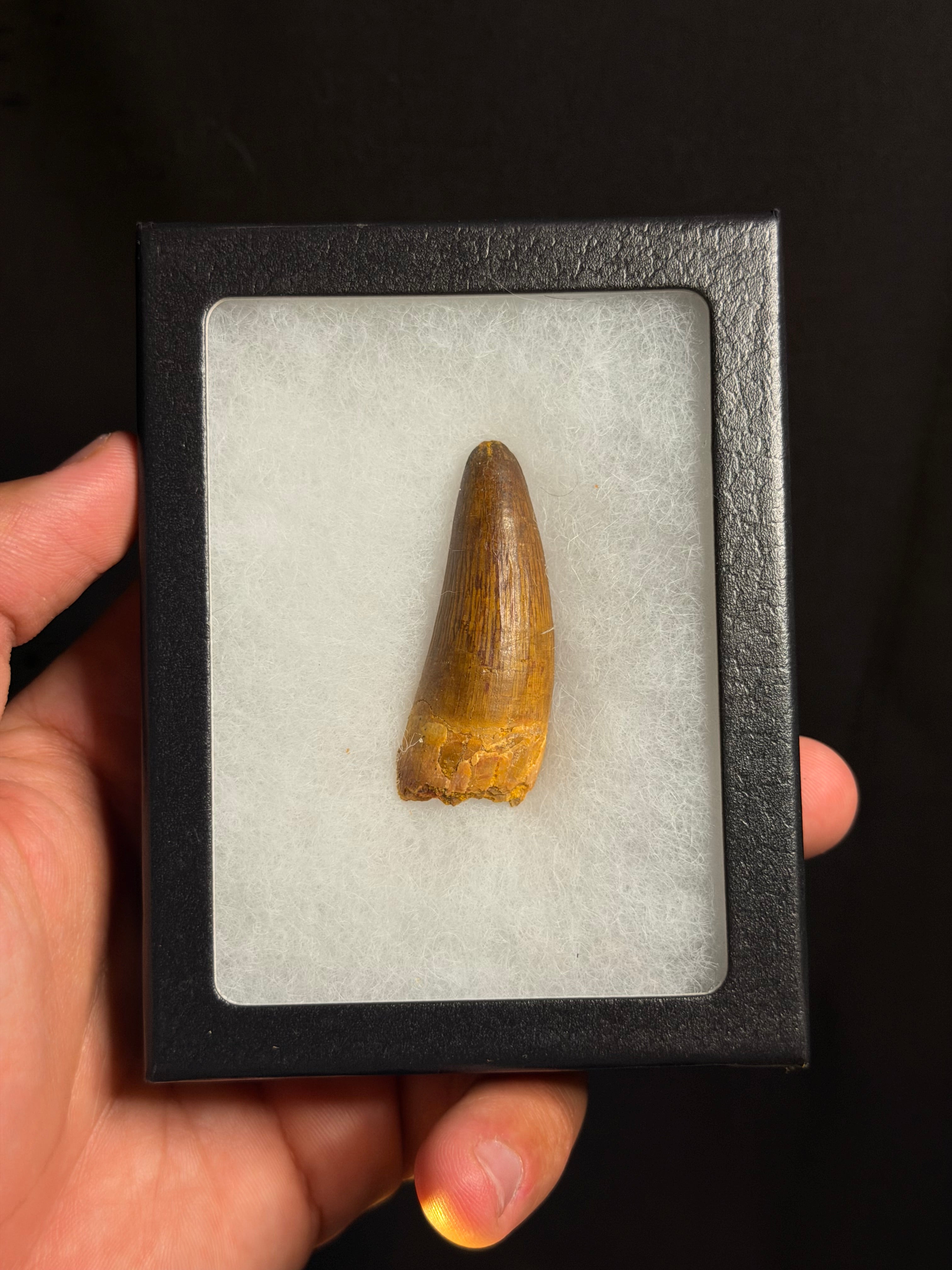 Spinosaurus Tooth – 1.97" – Kem Kem Beds, Morocco