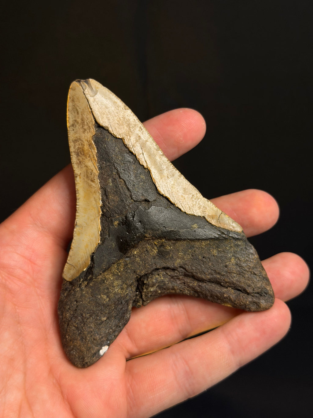 Megalodon Tooth - 4.23" - Ledge, North Carolina
