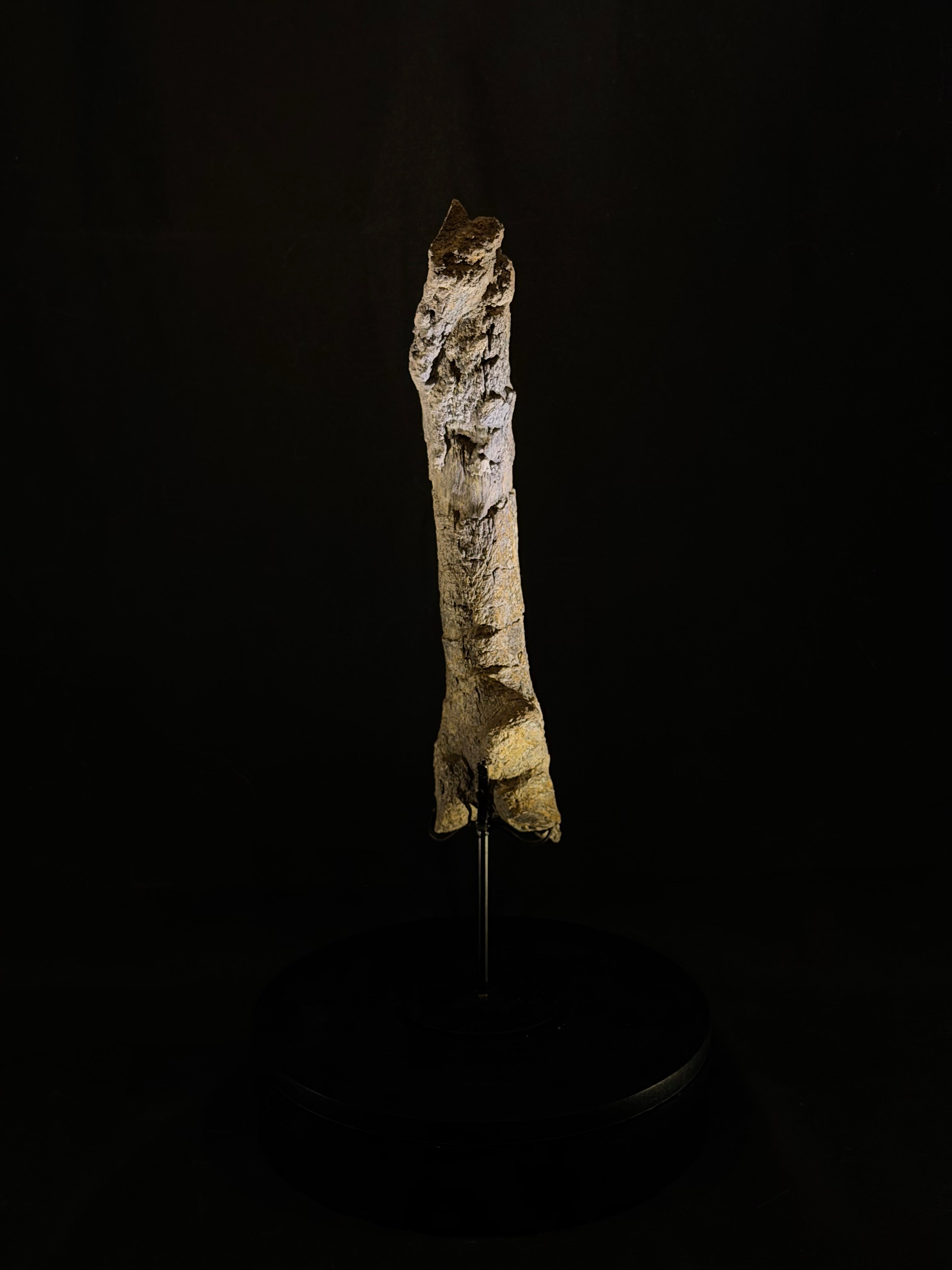 Camarasaurus Tail Vertebra Spike - Morrison Formation