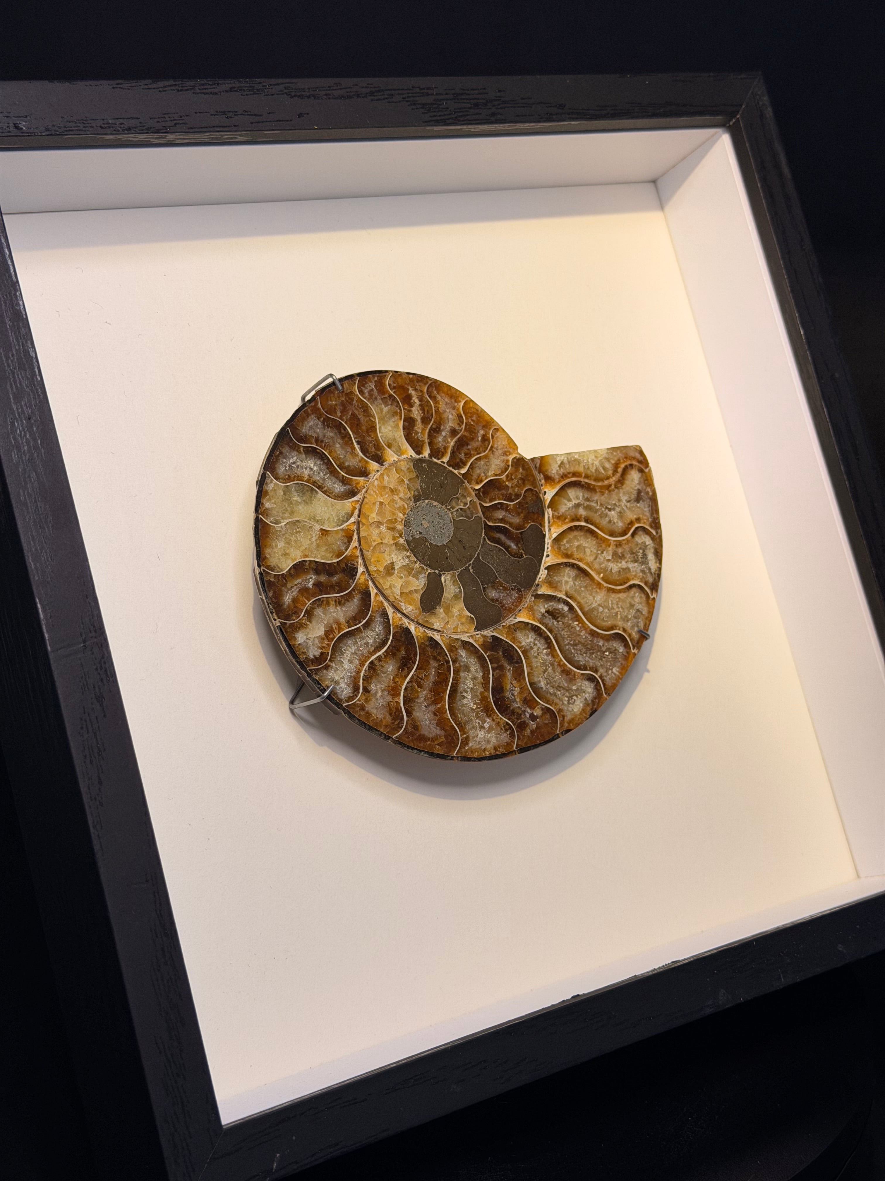 Framed Ammonite