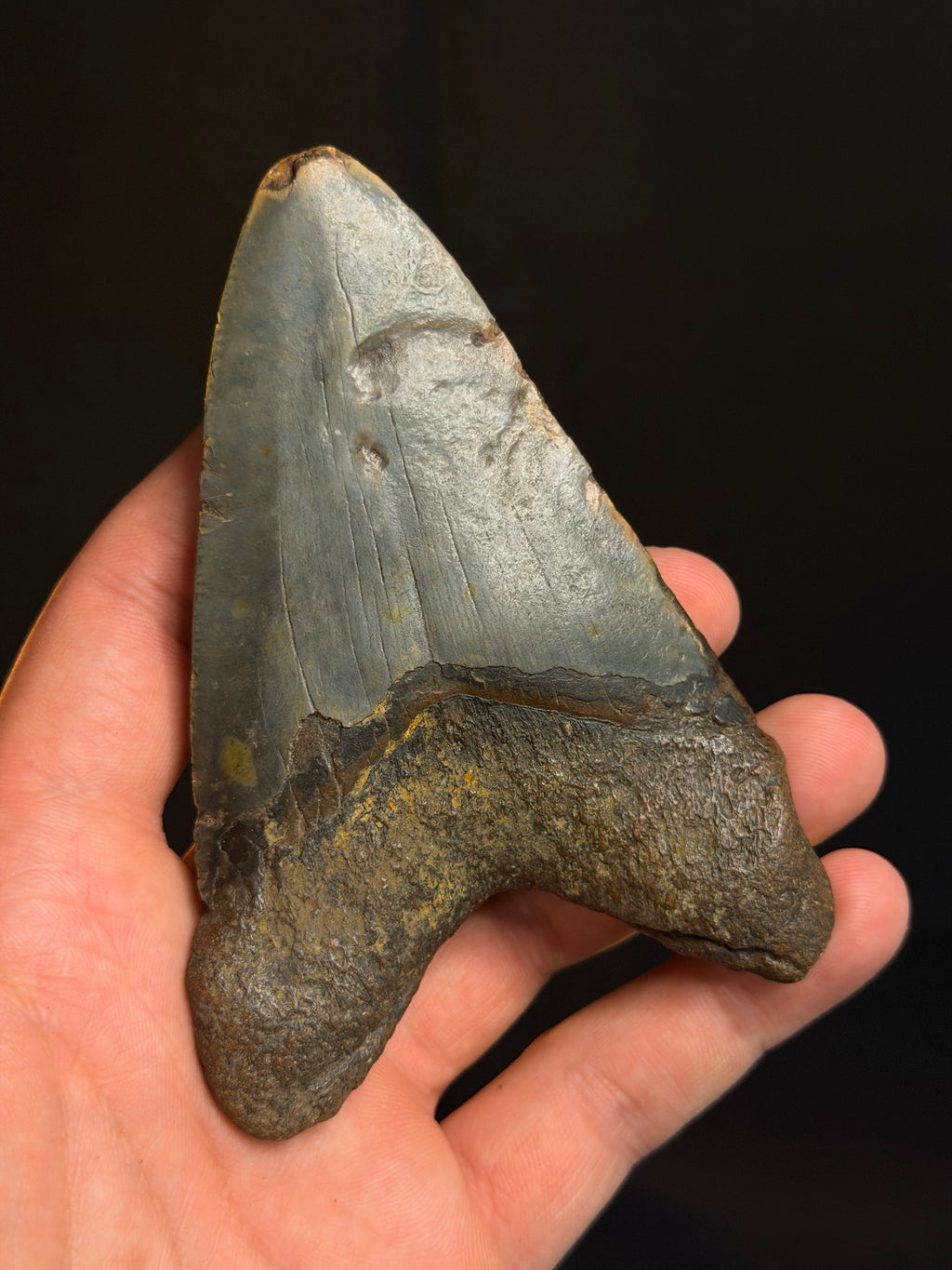 Megalodon Tooth - 4.37" - Ledge, North Carolina