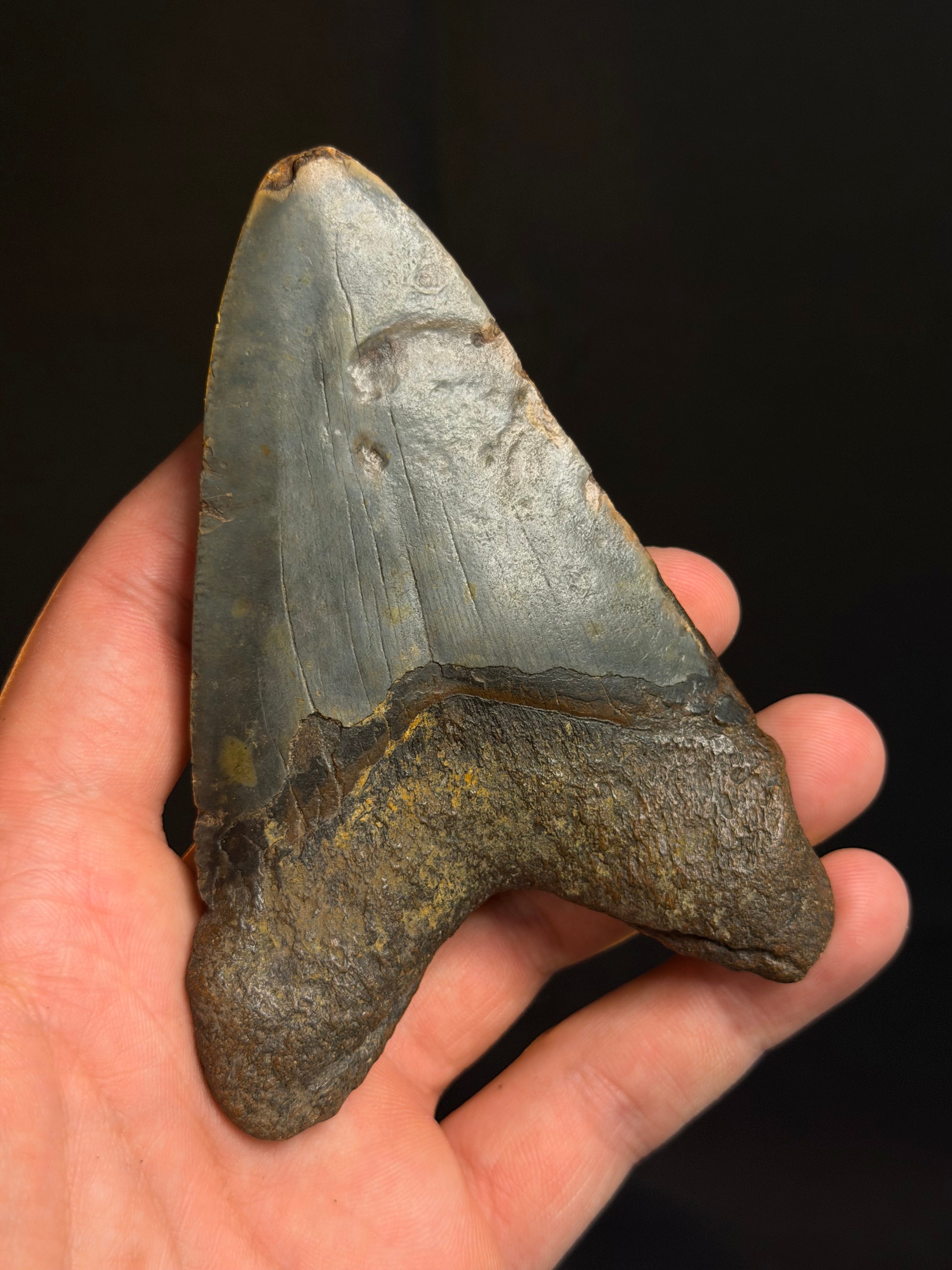 Megalodon Tooth - 4.37" - Ledge, North Carolina