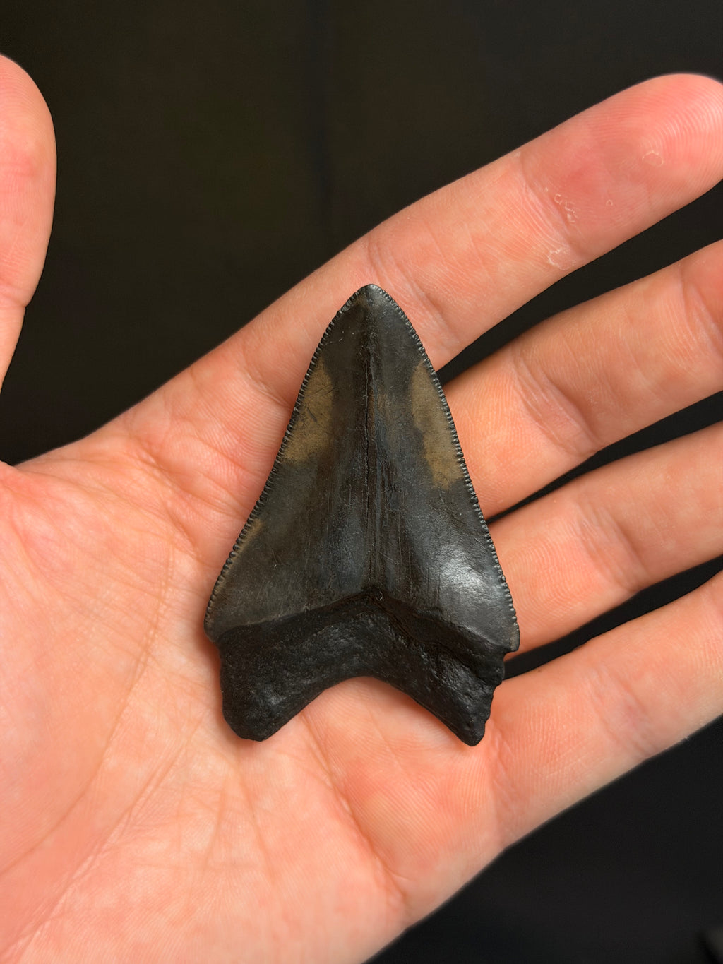 Megalodon Tooth - 2.68" - Georgia rivers