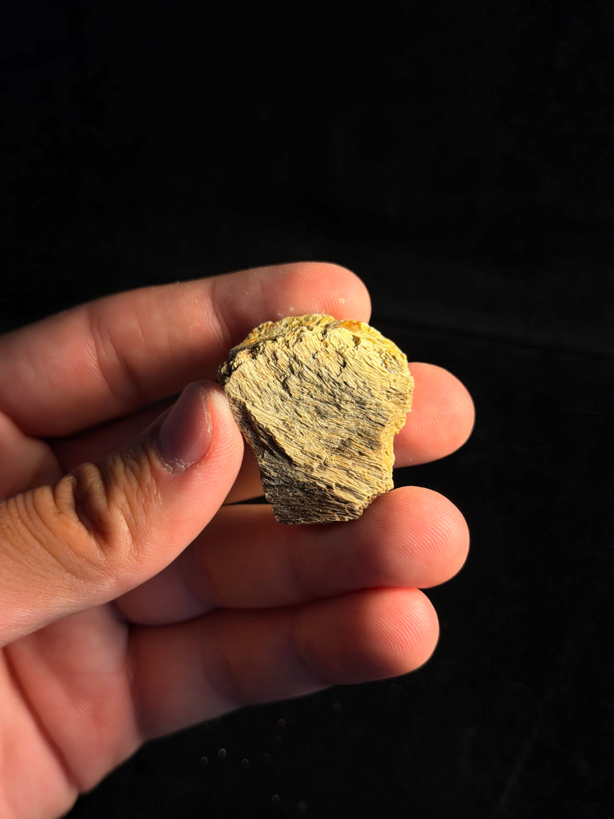 Hadrosaur (Edmontosaurus) Jaw – 1.57" – Hell Creek Formation, Montana