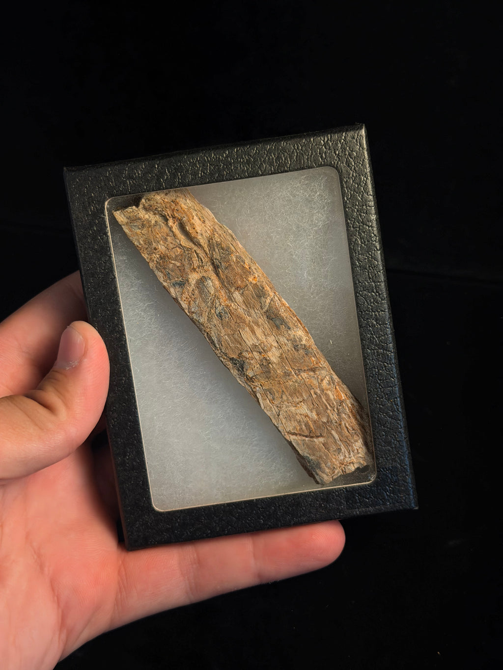 Triceratops Rib with Predation Marks – 4.20" – Hell Creek Formation, Montana
