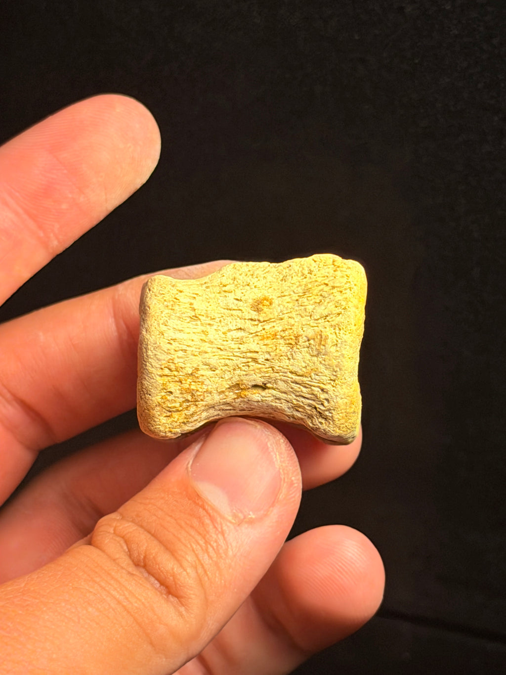 Juvenile Hadrosaur (Edmontosaurus) Caudal Vertebra – 1.27" – Hell Creek Formation, Montana