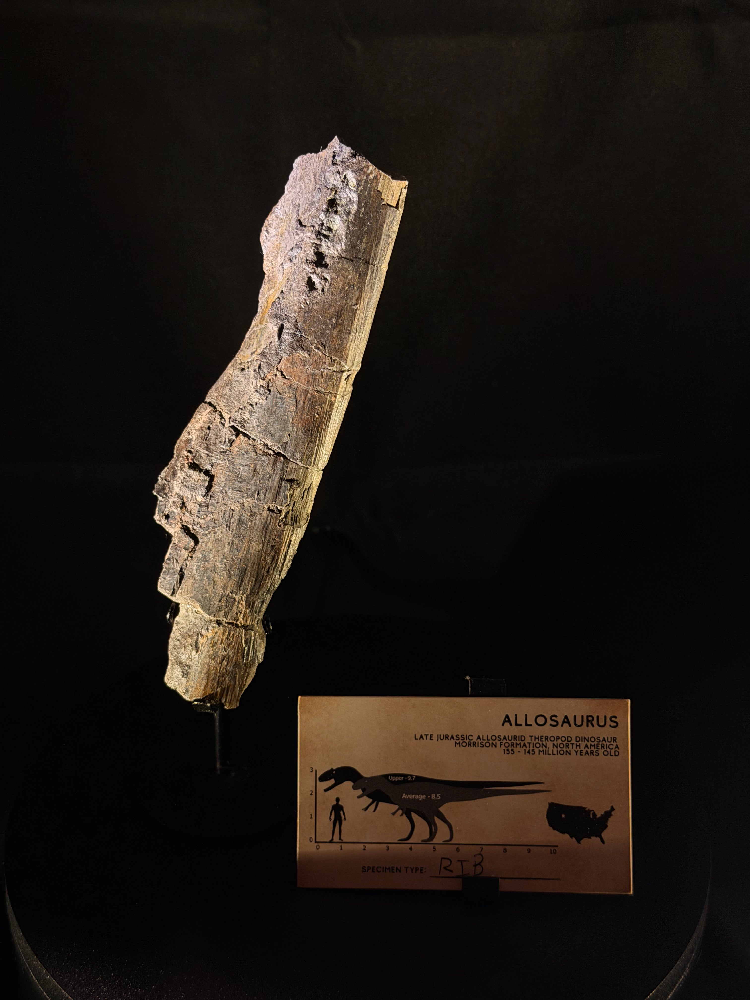 Allosaurus Rib - Morrison Formation