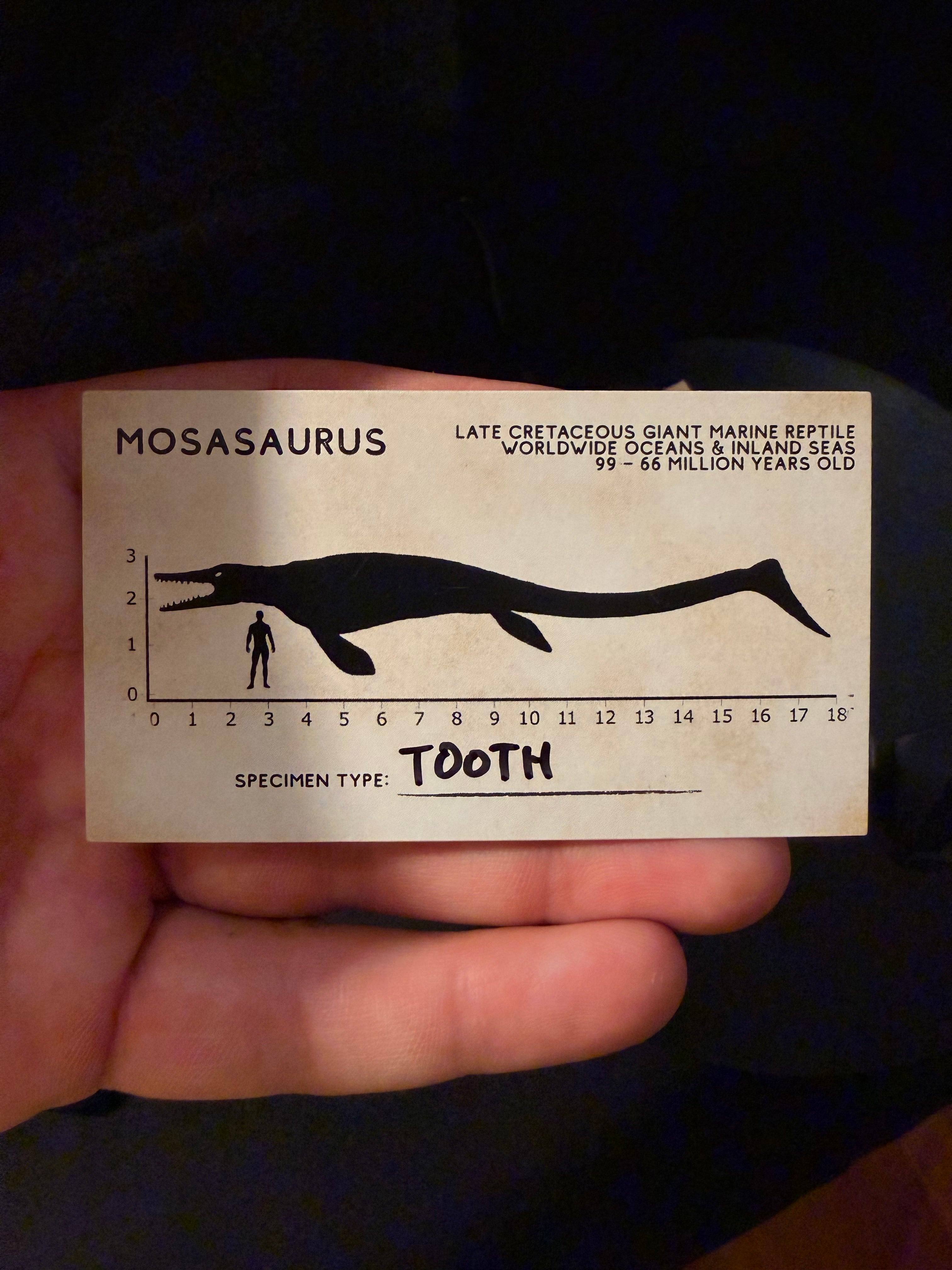 Mosasaur Tooth - 2” - Morocco