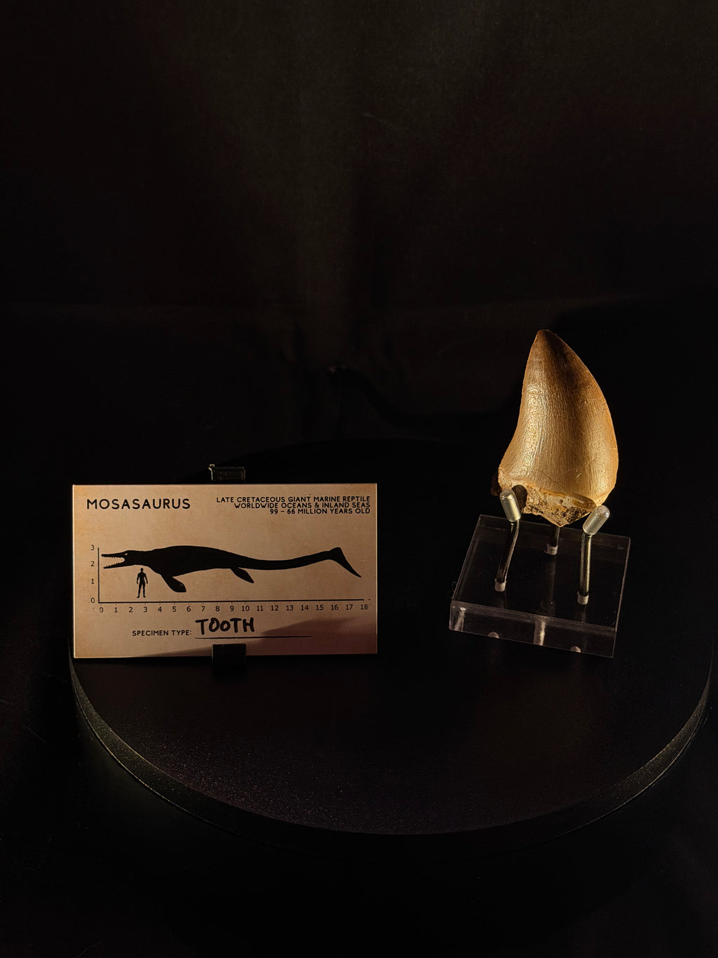 Mosasaur Tooth - 2” - Morocco