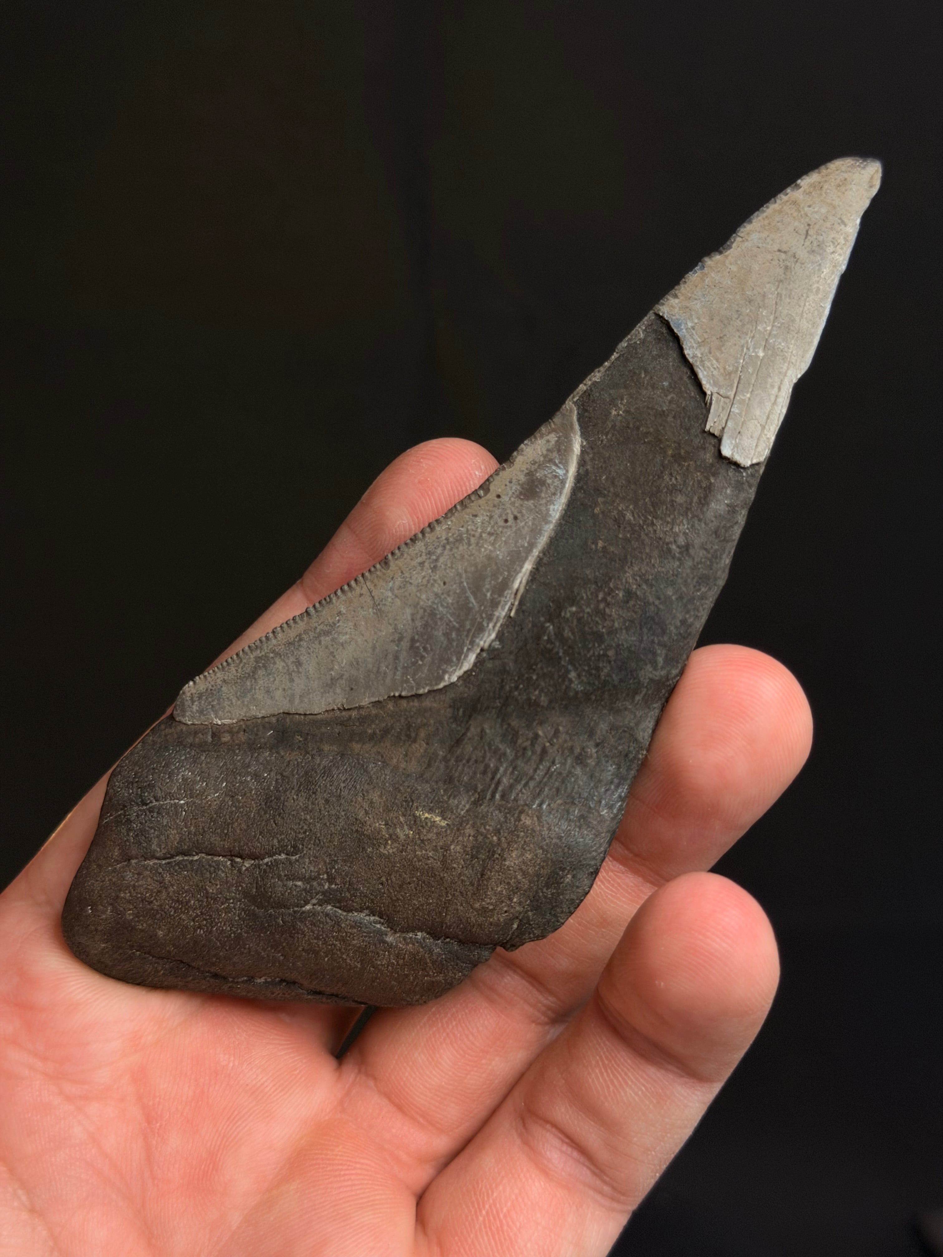 Megalodon Tooth Fragment – 4.93” – Georgia rivers
