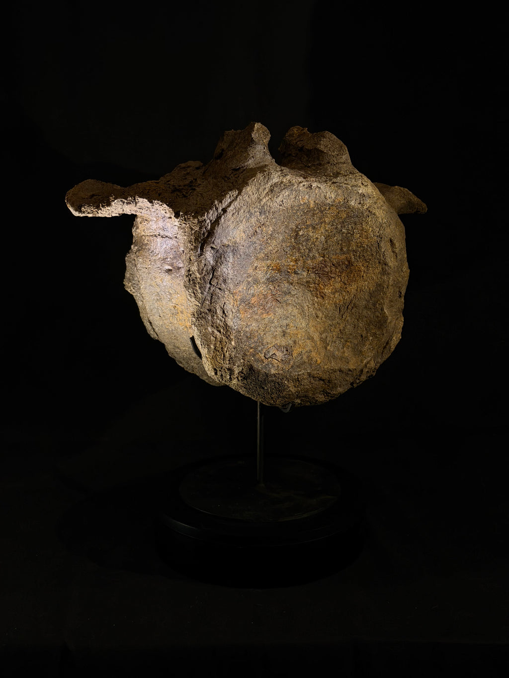 Camarasaurus Vertebra - Morrison Formation