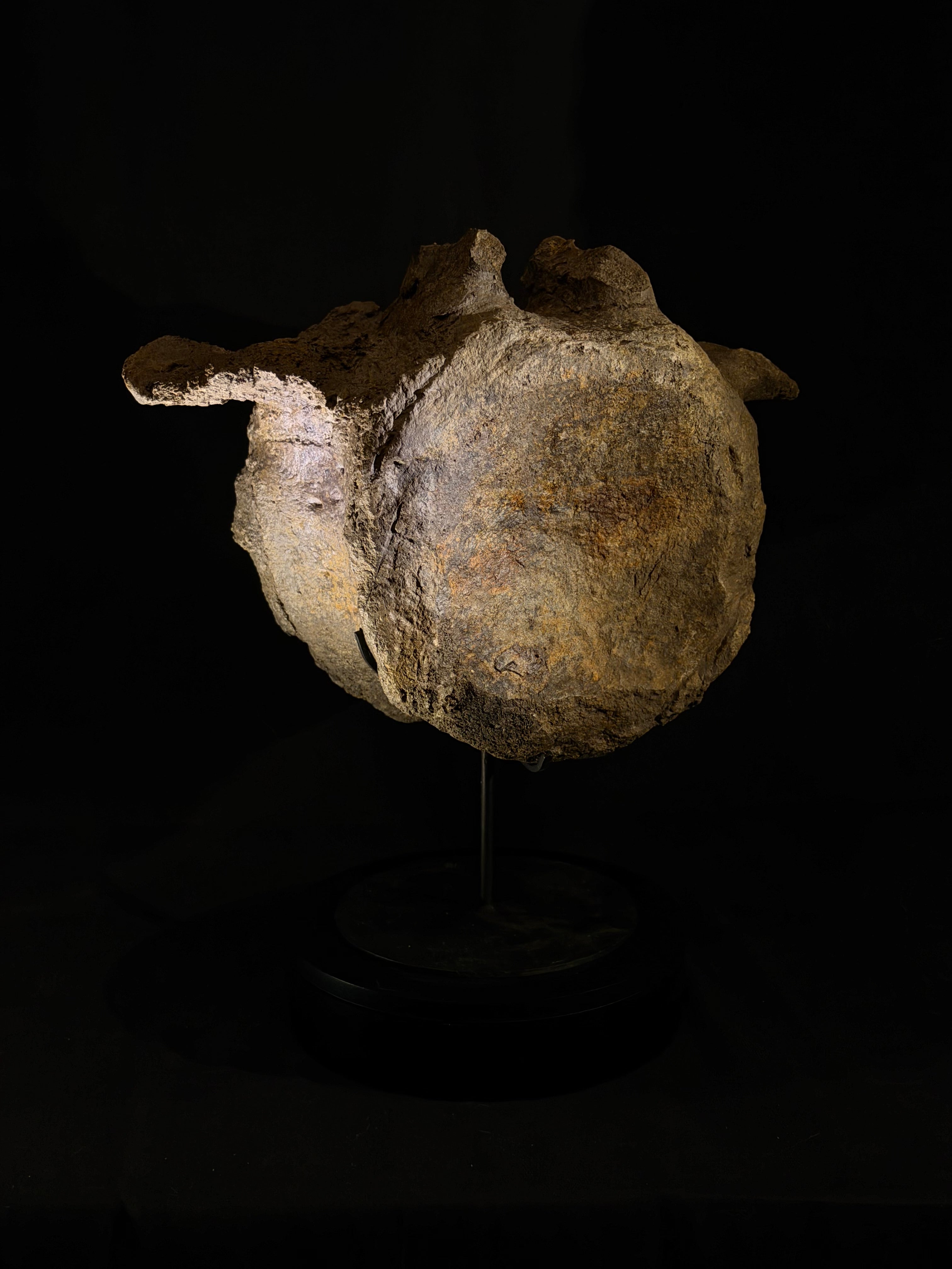 Camarasaurus Vertebra - Morrison Formation