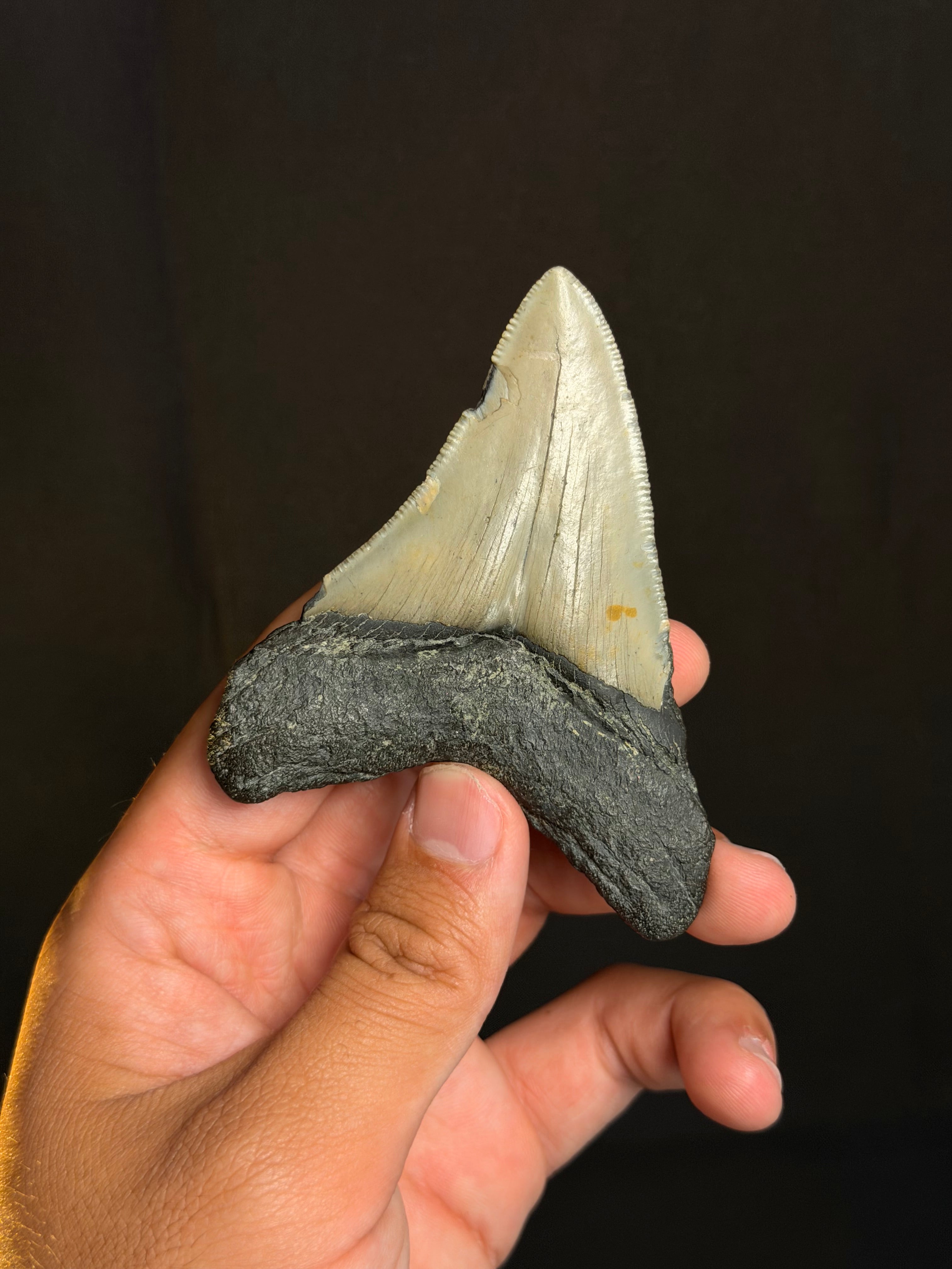 Megalodon Tooth - 3.66" - Ledge, North Carolina